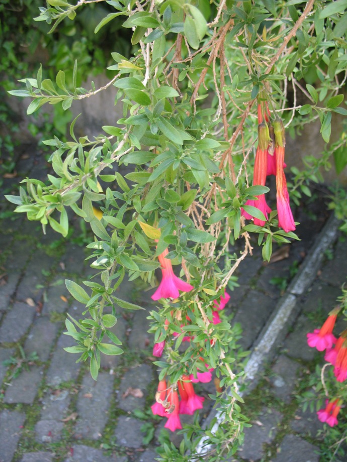 Cantua buxifolia  / Sacred Flower of the Andes, Scared Flower of the Incas