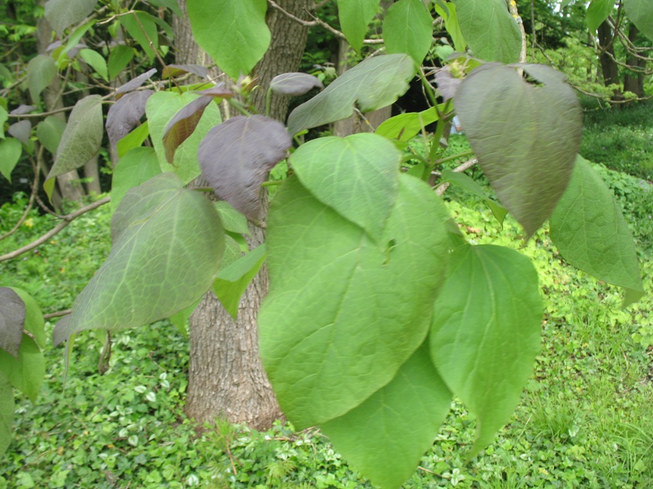 Catalpa x erubescens / Purple Catalpa