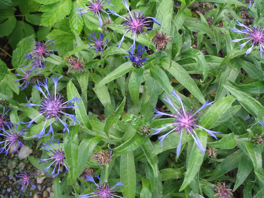 Centaurea montana / Mountain Bluet, Bachelor's Button