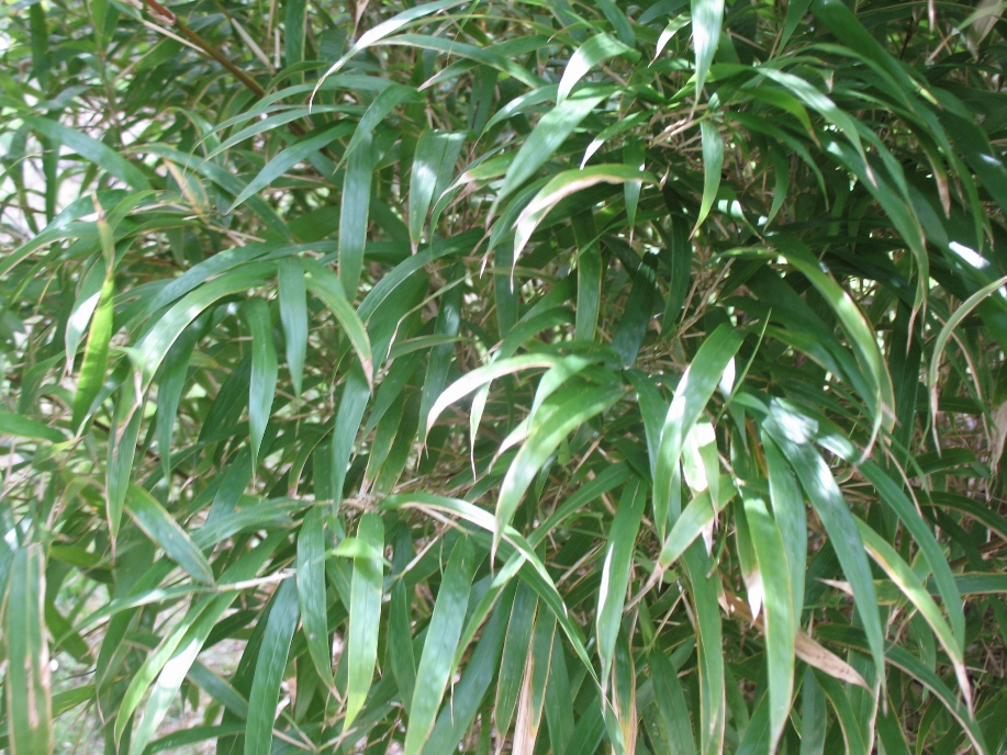 Chimonobambusa marmorea  / Marbled Bamboo