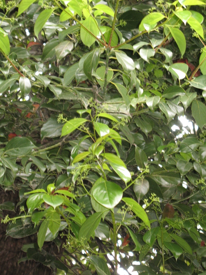 Cinnamomum glandulifera / Camphor Tree