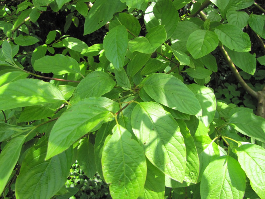 Cornus sericea var. occidentalis  / Cornus sericea var. occidentalis 