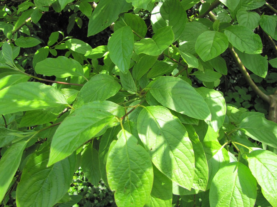 Cornus sericea var. occidentalis  / Cornus sericea var. occidentalis 