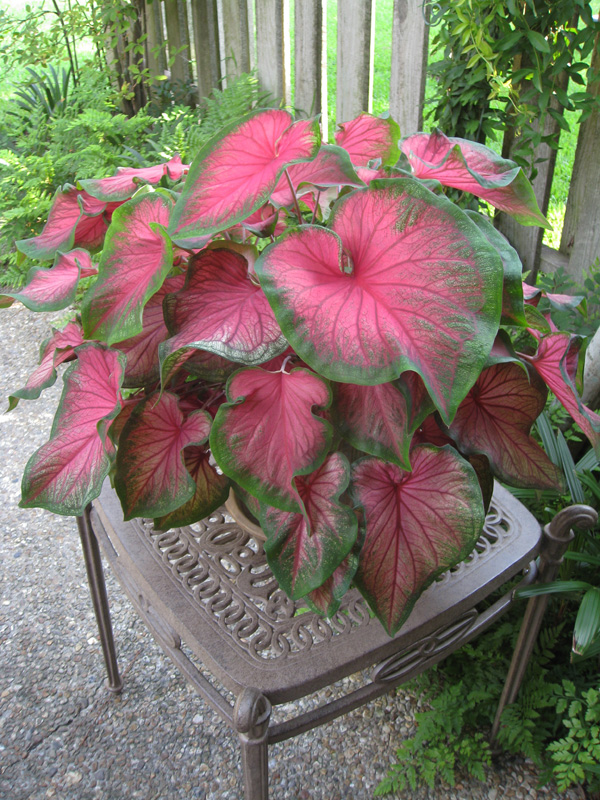 Caladium bicolor 'Florida Sweetheart'   / Caladium bicolor 'Florida Sweetheart'  