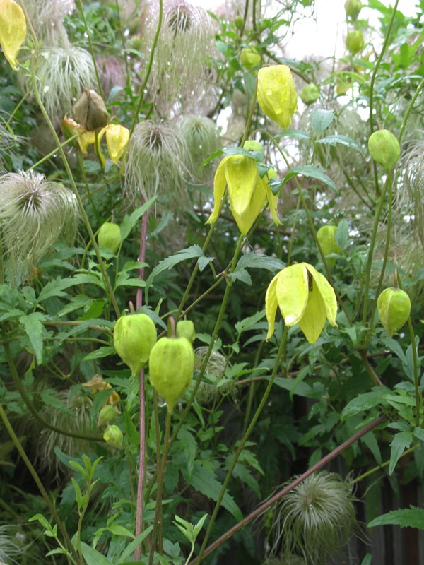 Clematis tangutica / Golden Clematis or Old Man's Beard Clematis