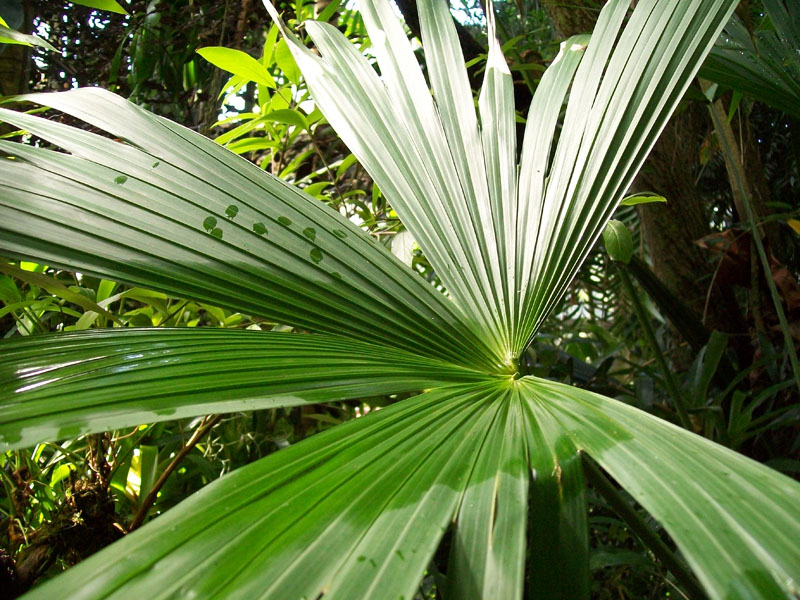 Carludovica palmata   / Panama-hat Plant, Jipijapa Palm