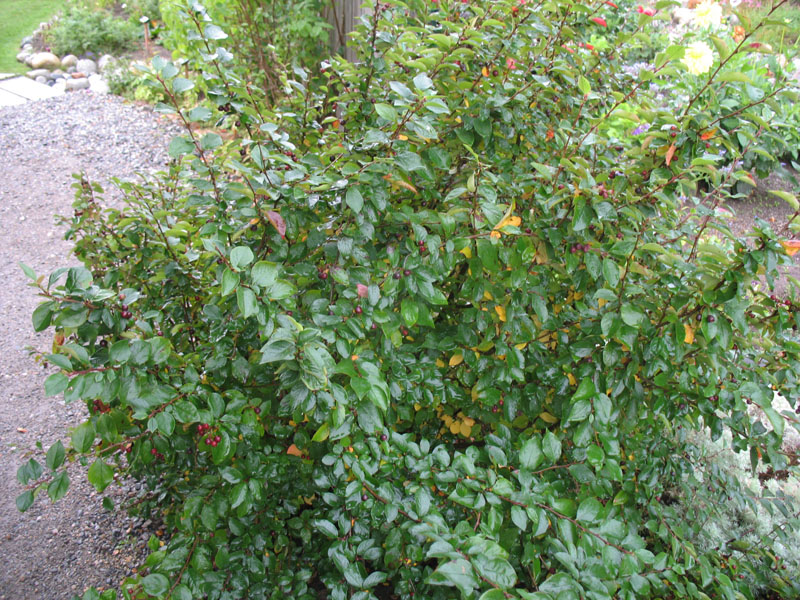 Cotoneaster acutifolia / Cotoneaster acutifolia