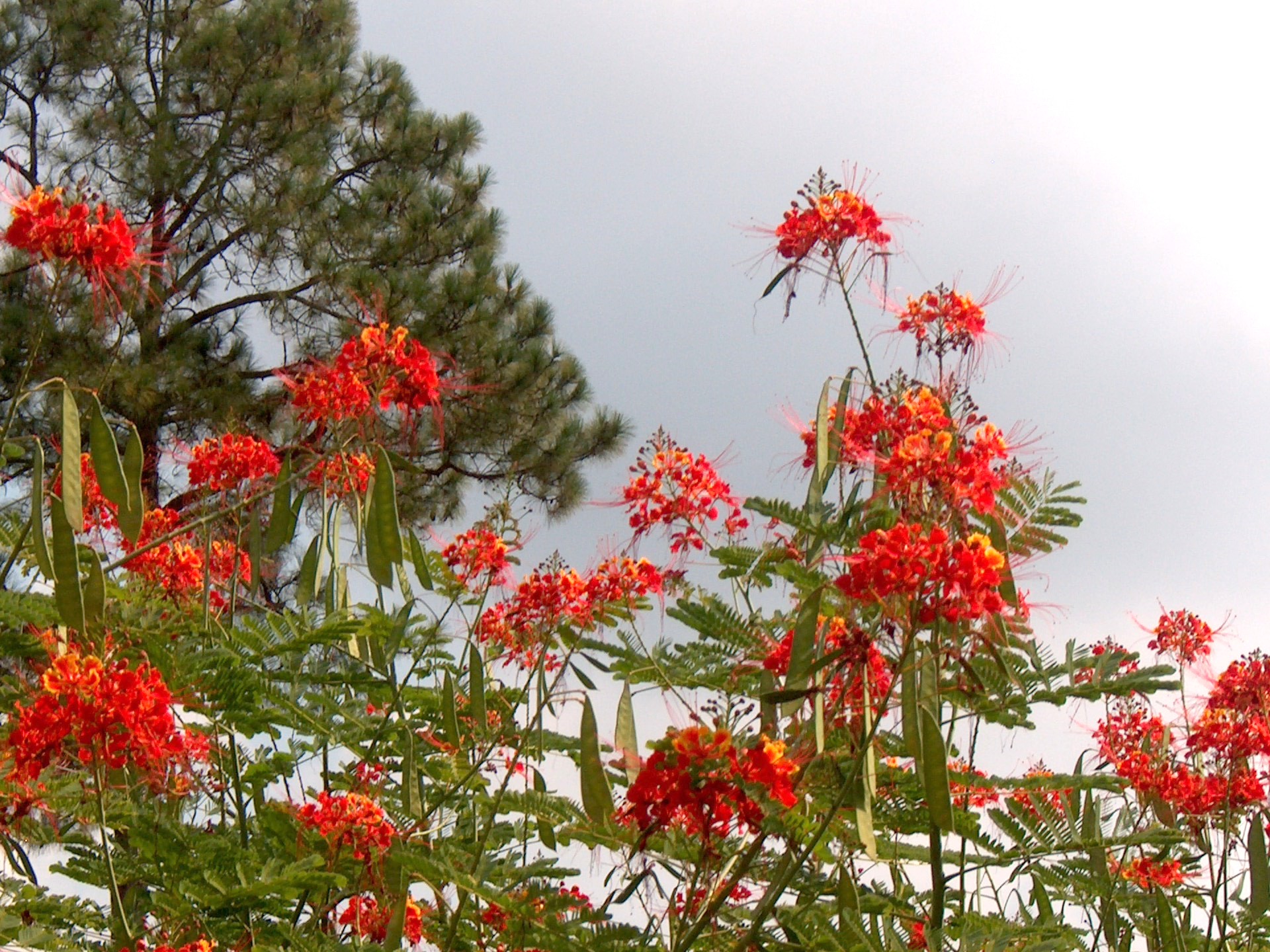 Caesalpinia pulcherrima / Peacock Flower