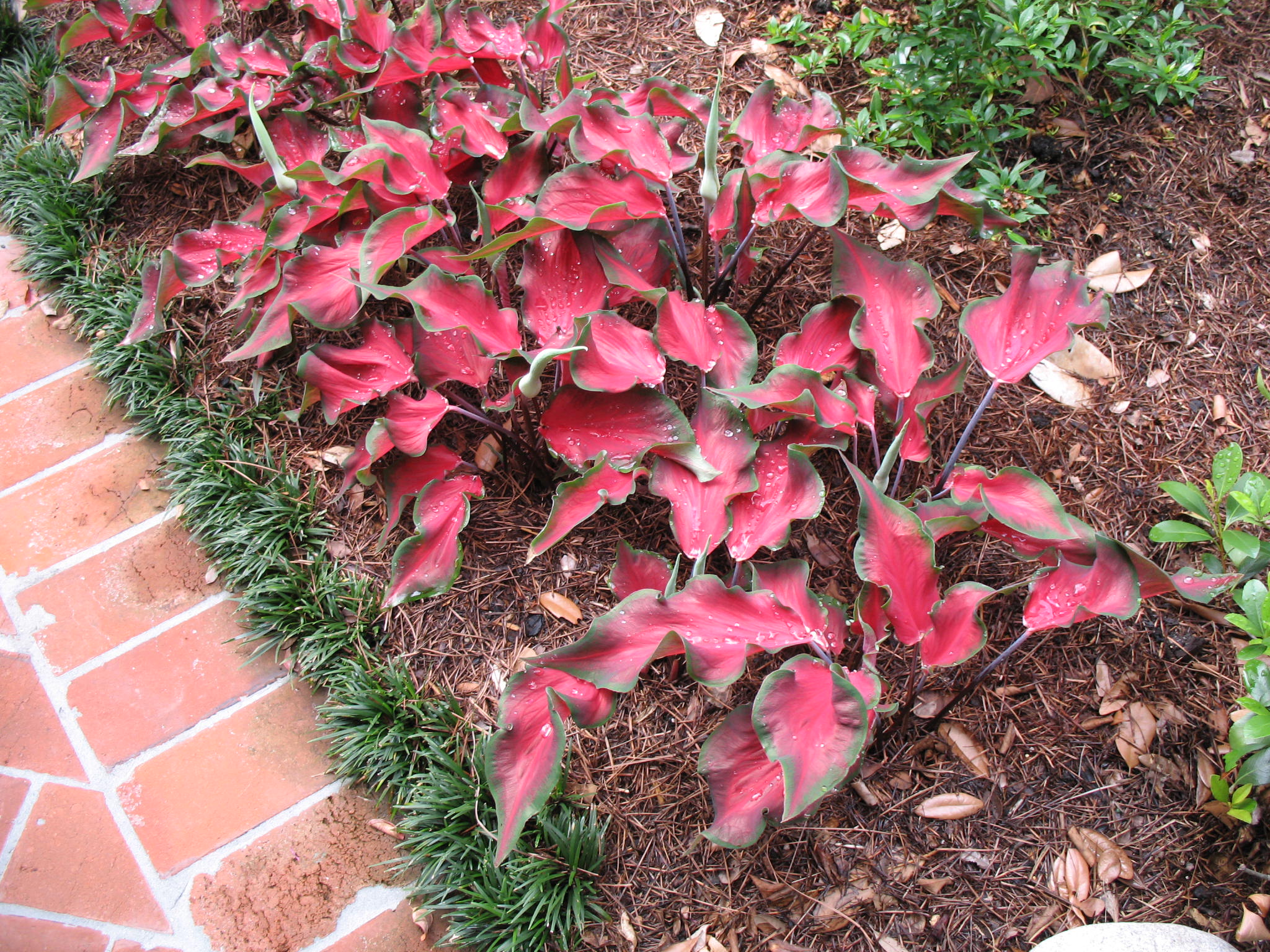 Caladium 'Red Ruffles'    / Red Ruffles Caladium