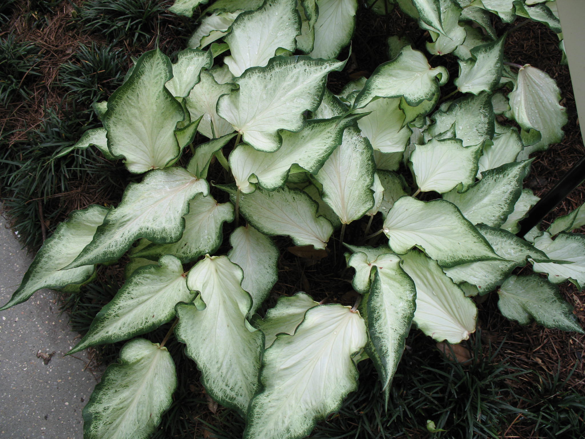 Caladium 'White Ruffles'  / Caladium 'White Ruffles' 