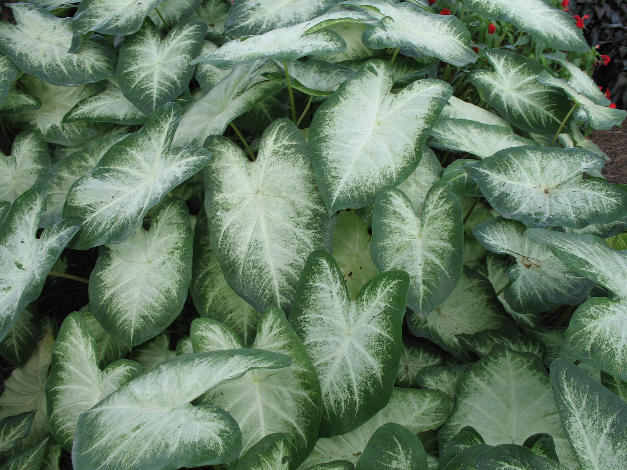 Caladium bicolor 'Aaron'   / Caladium bicolor 'Aaron'  