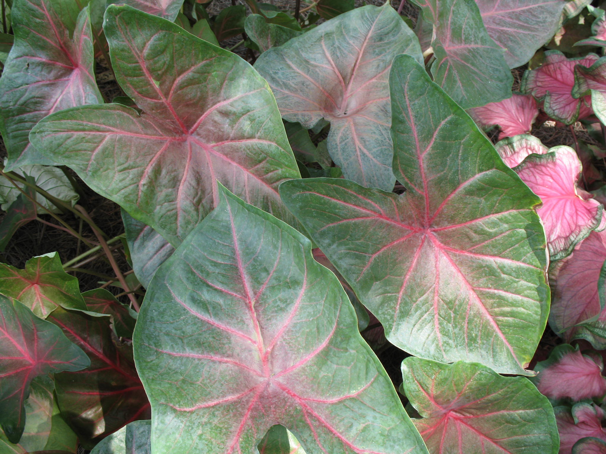 Caladium bicolor 'Blaze'     / Blaze Caladium