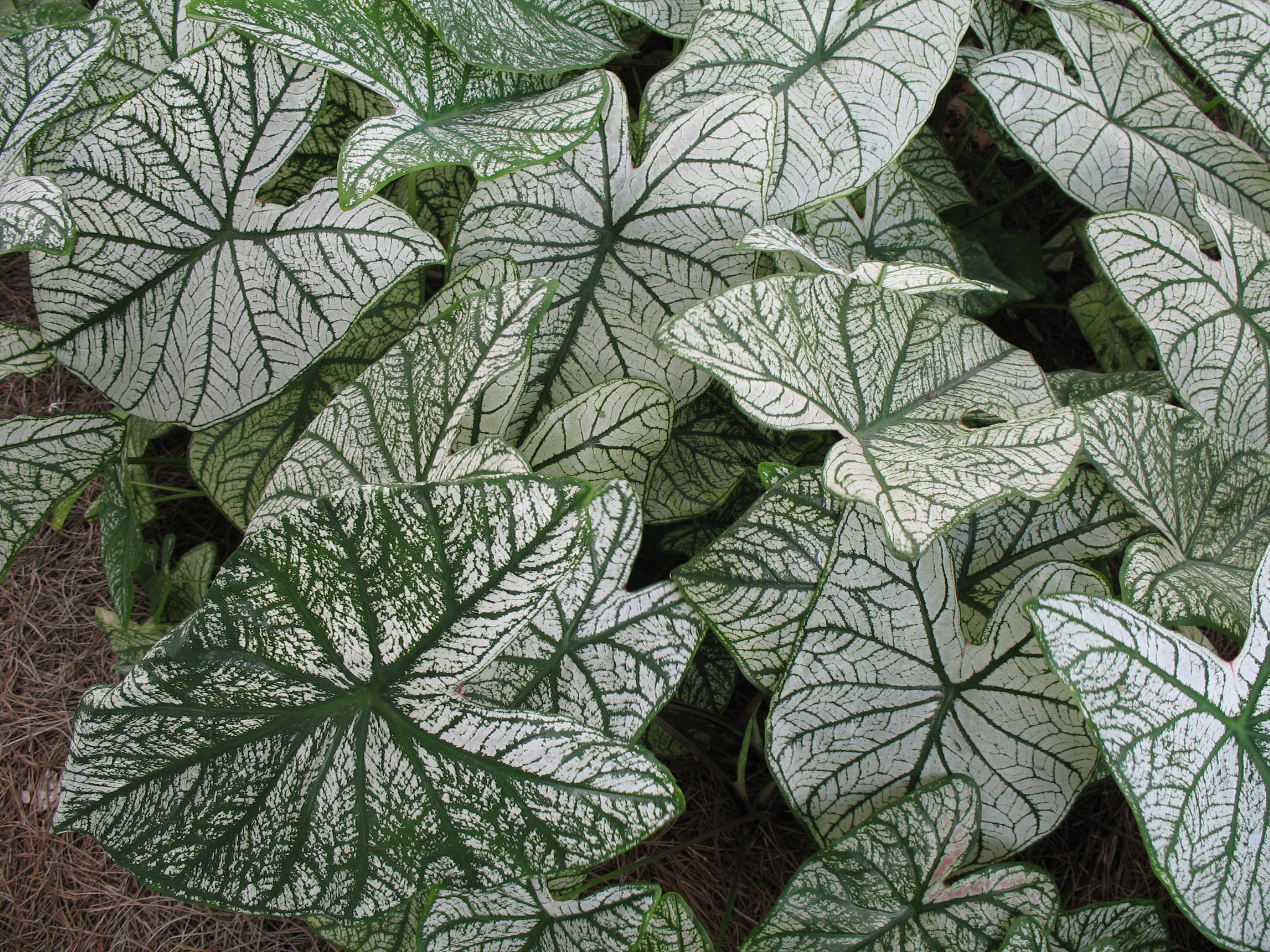 Caladium bicolor 'Candidum'   / Candidum Caladium