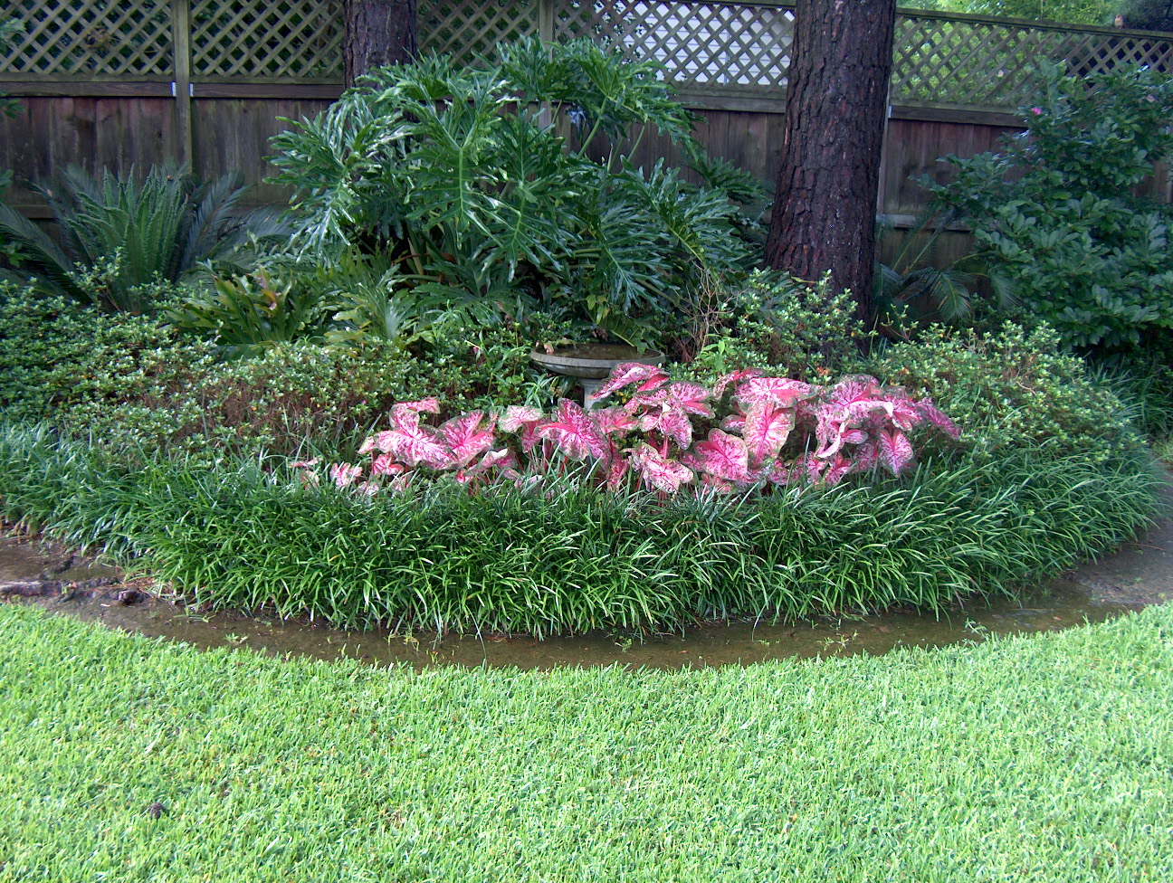 Caladium bicolor 'Carolyn Whorton'   / Caladium bicolor 'Carolyn Whorton'  