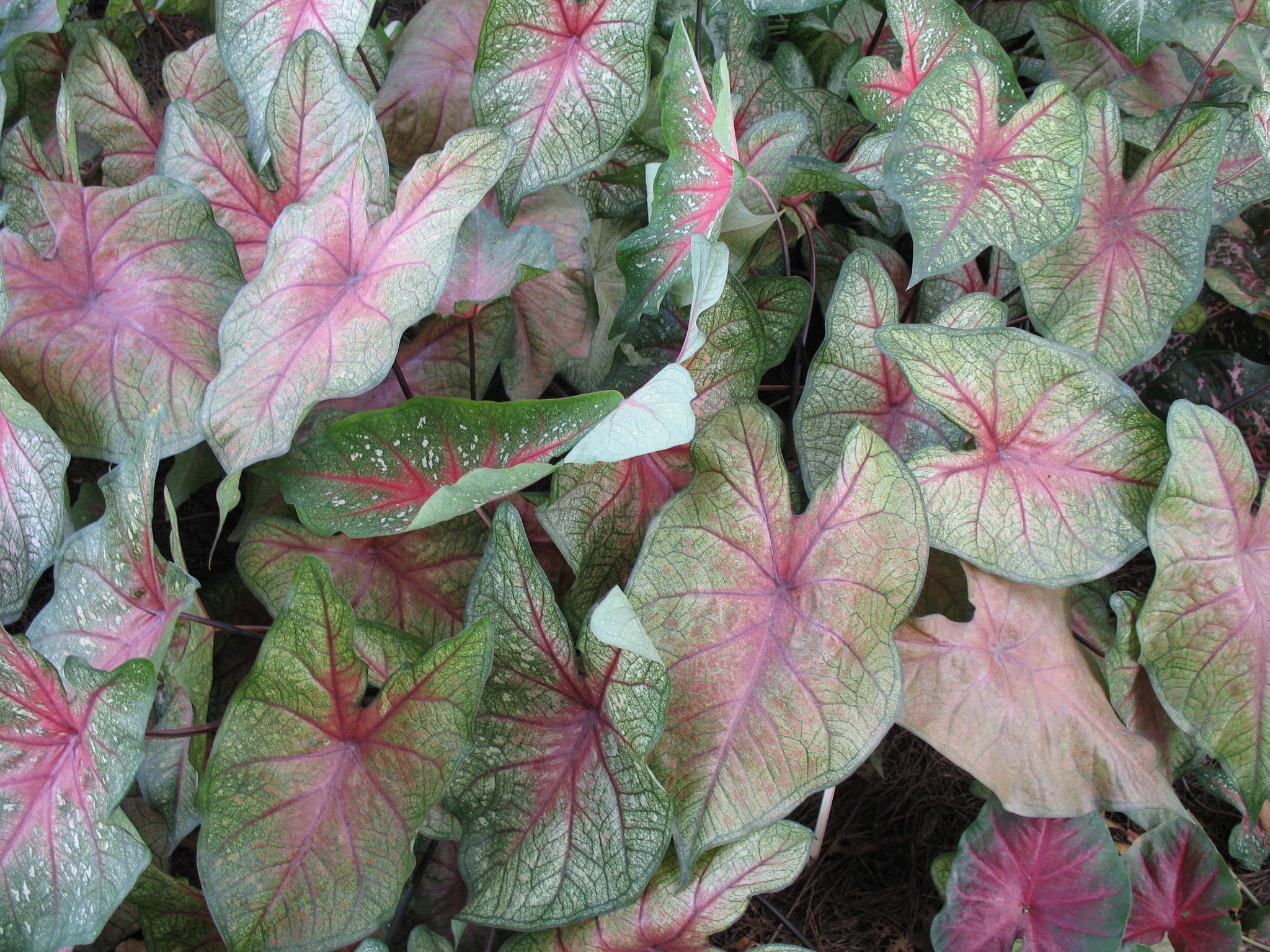 Caladium bicolor 'F.M. Joyner'   / Caladium bicolor 'F.M. Joyner'  