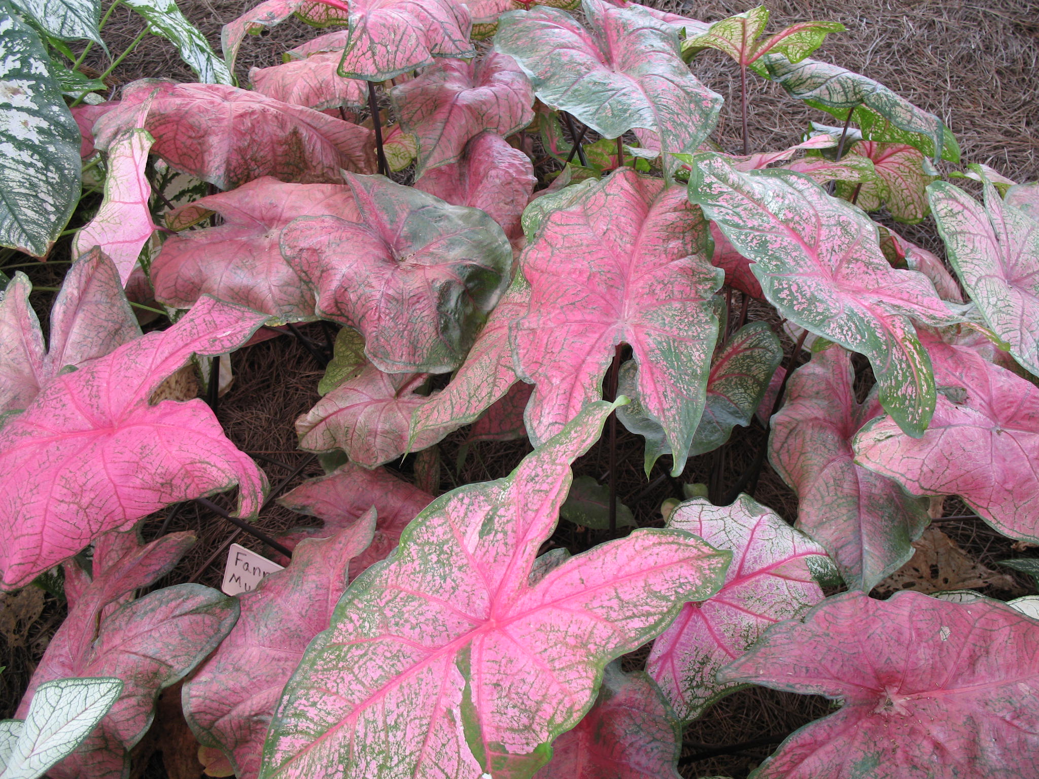 Caladium bicolor 'Fannie Munson'   / Caladium bicolor 'Fannie Munson'  