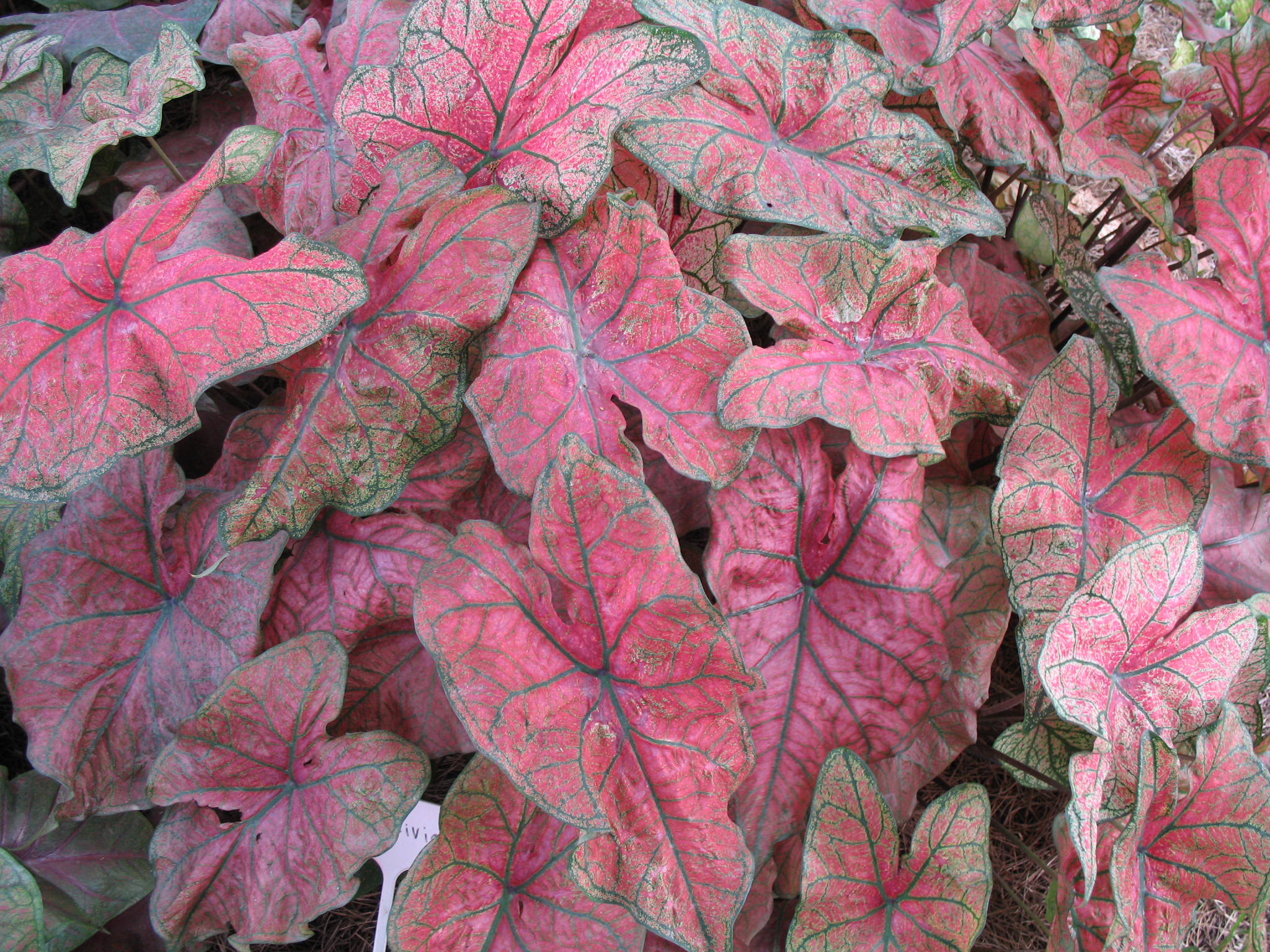 Caladium bicolor 'Festiva'   / Caladium bicolor 'Festiva'  