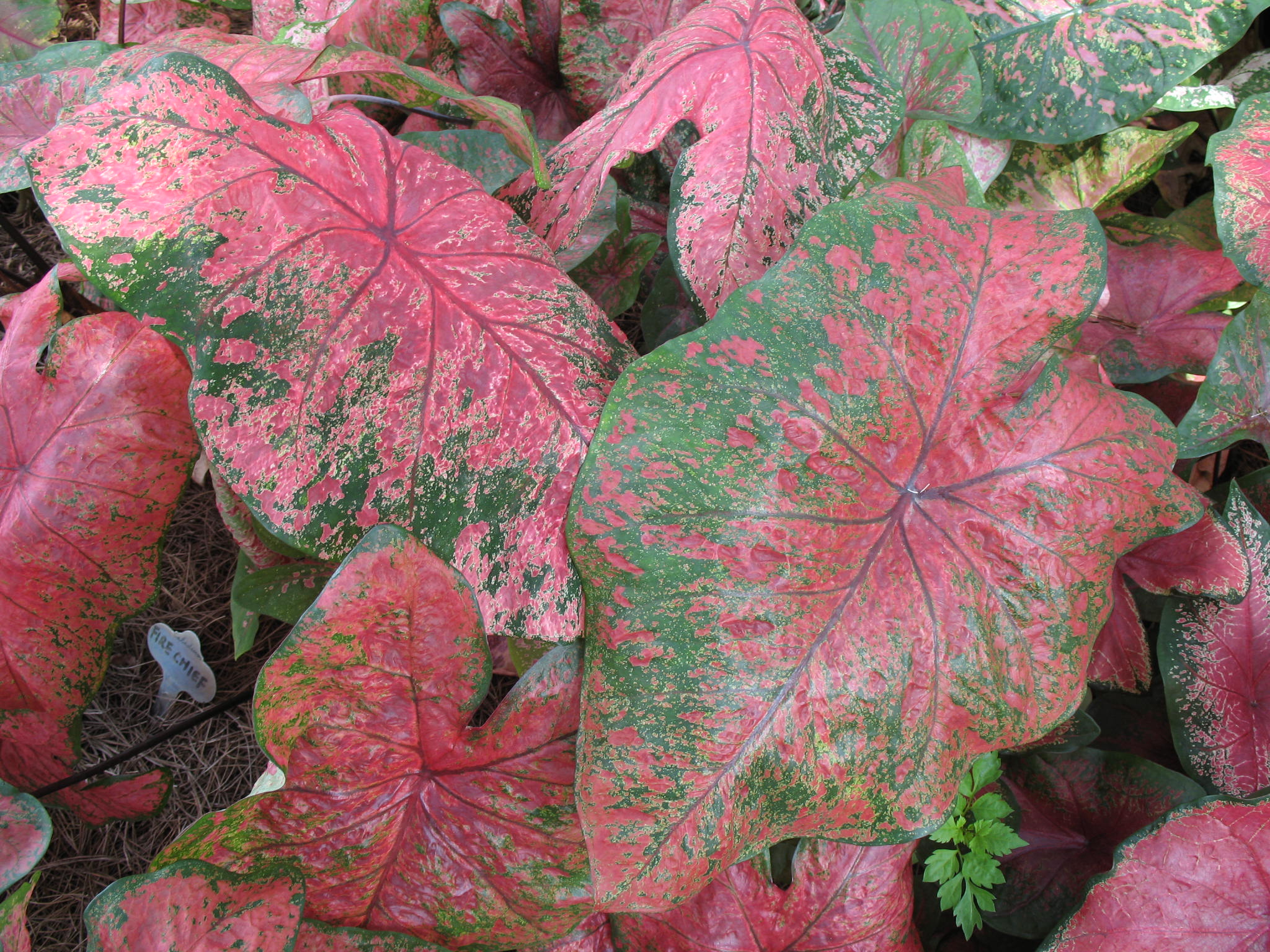 Caladium bicolor 'Fire Chief'  / Caladium bicolor 'Fire Chief' 