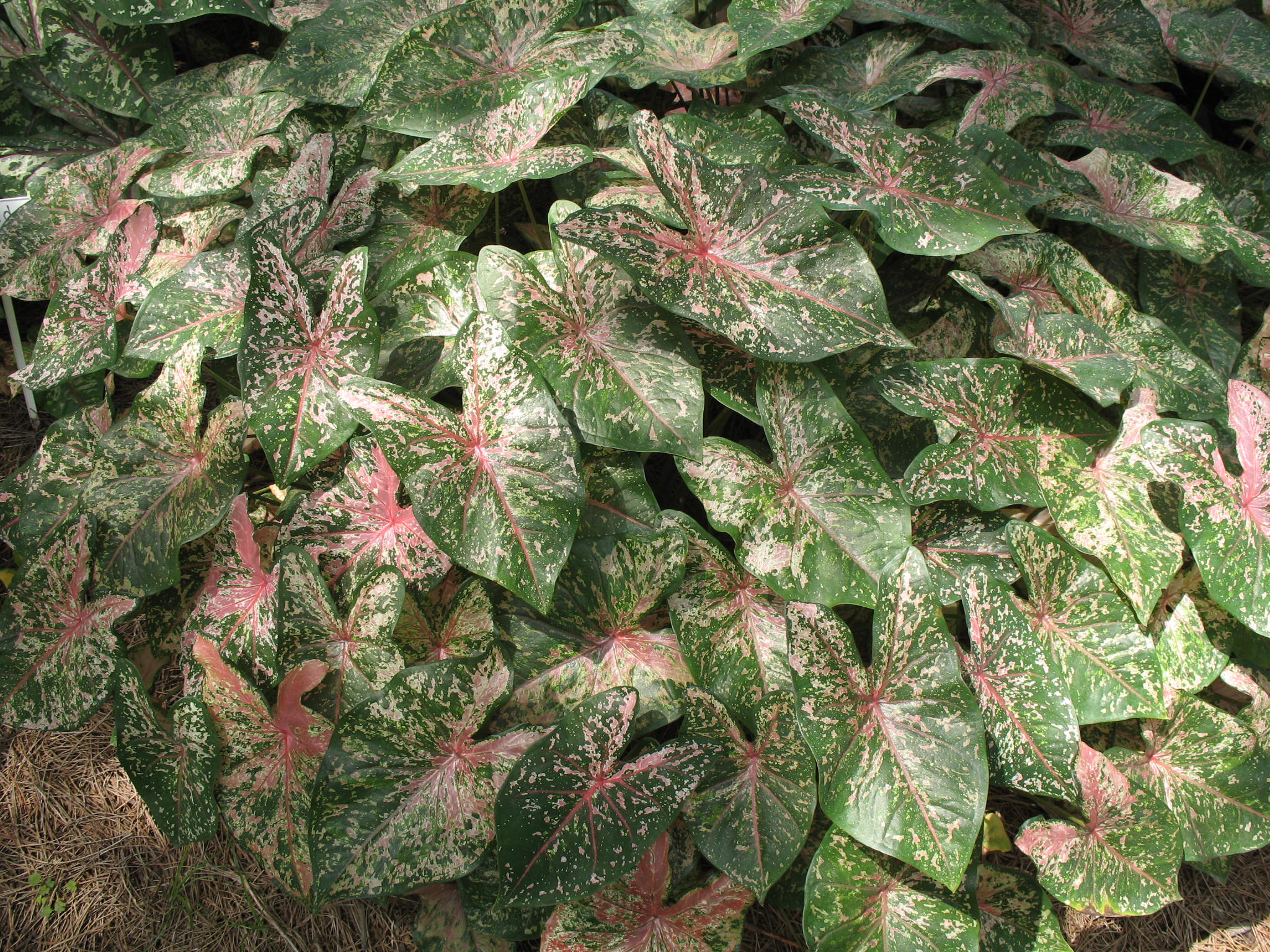 Caladium bicolor 'Florida Beauty'   / Caladium bicolor 'Florida Beauty'  