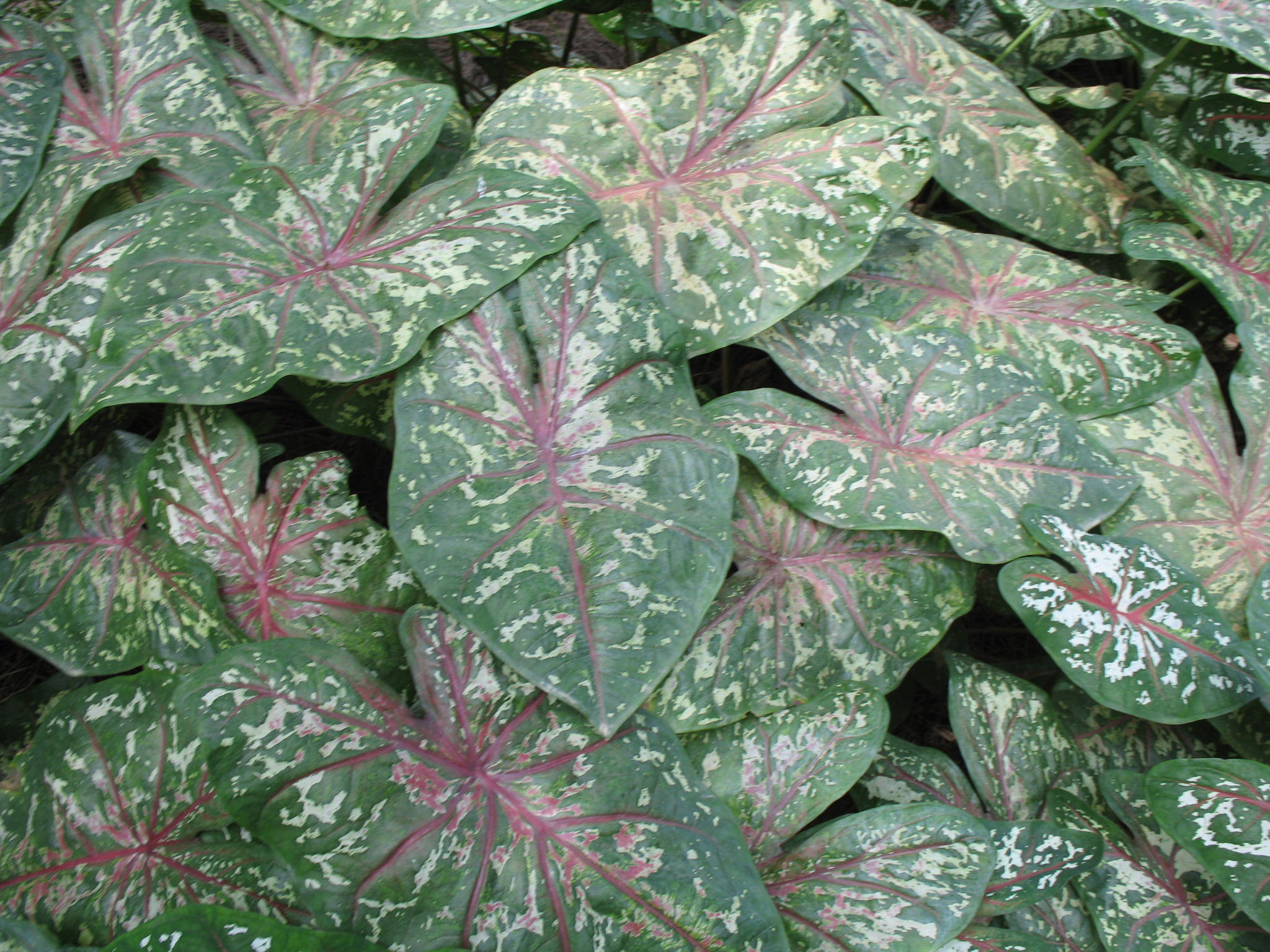 Caladium bicolor 'Florida Calypso'   / Caladium bicolor 'Florida Calypso'  