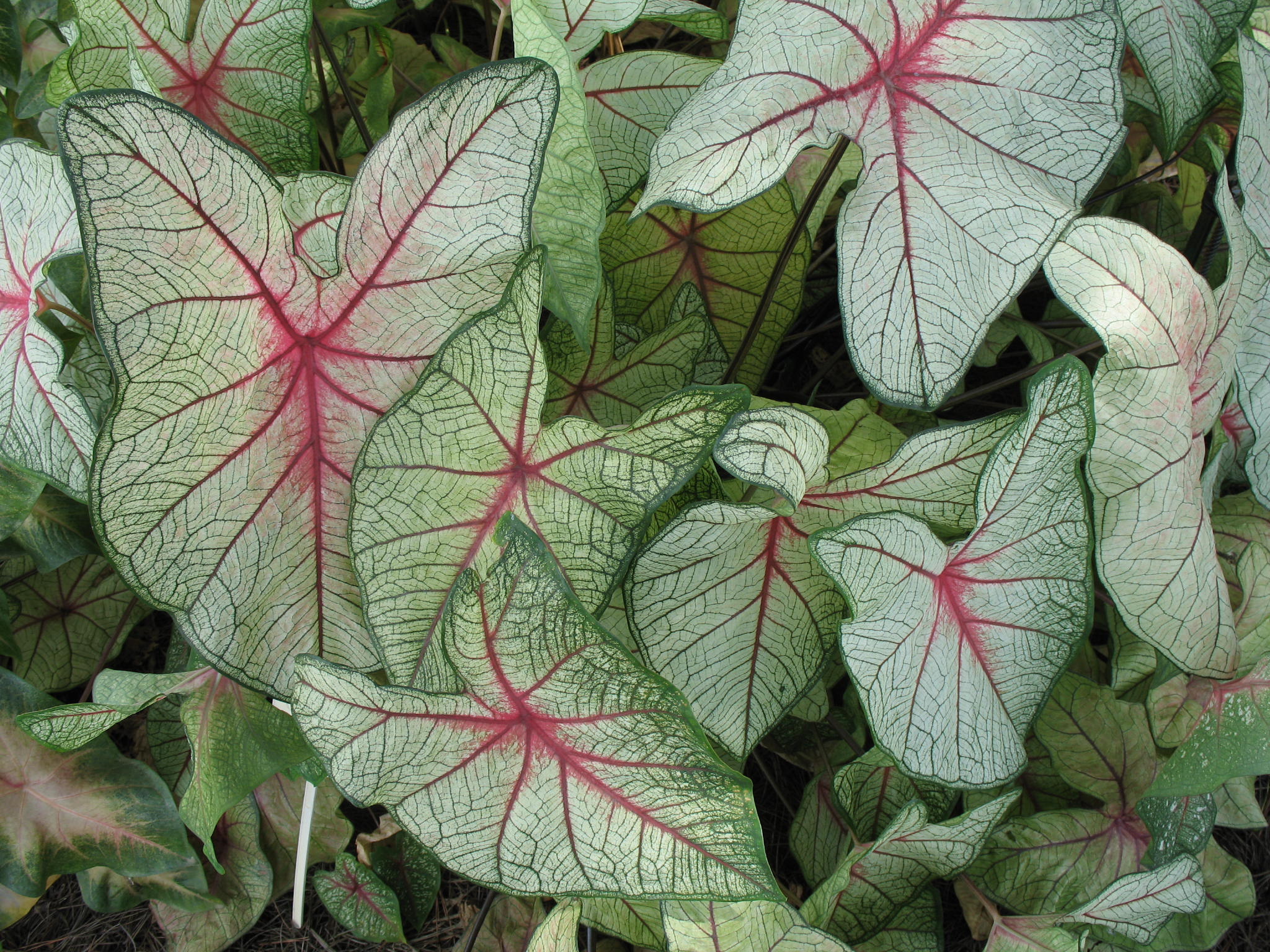 Caladium bicolor 'Florida Elise'   / Caladium bicolor 'Florida Elise'  