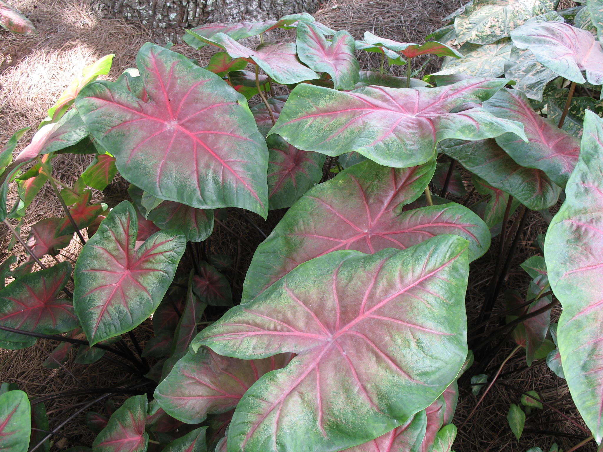 Caladium bicolor 'Freida Hemple'   / Freida Hemple Caladium