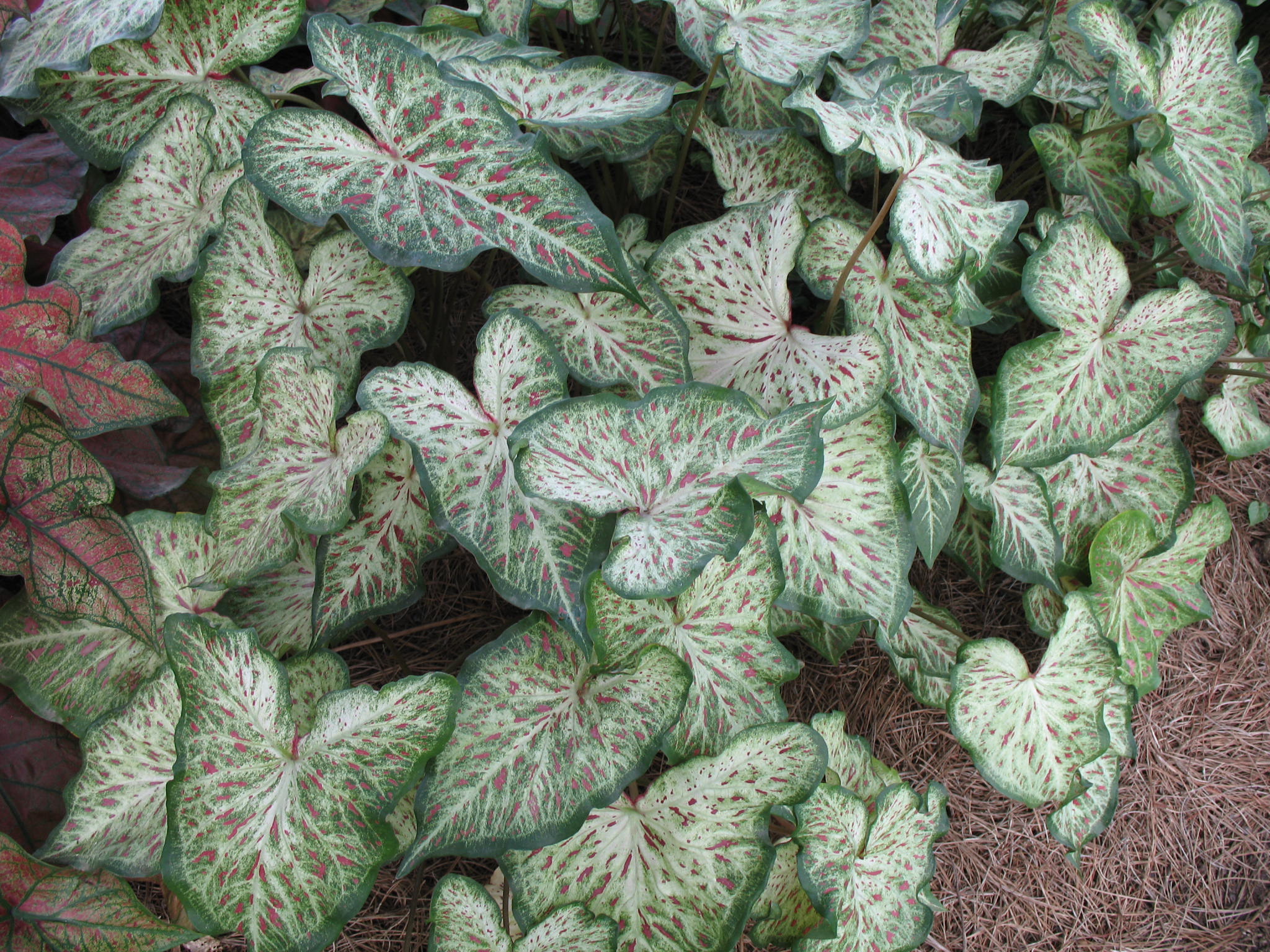 Caladium bicolor 'Gingerland'   / Gingerland Caladium