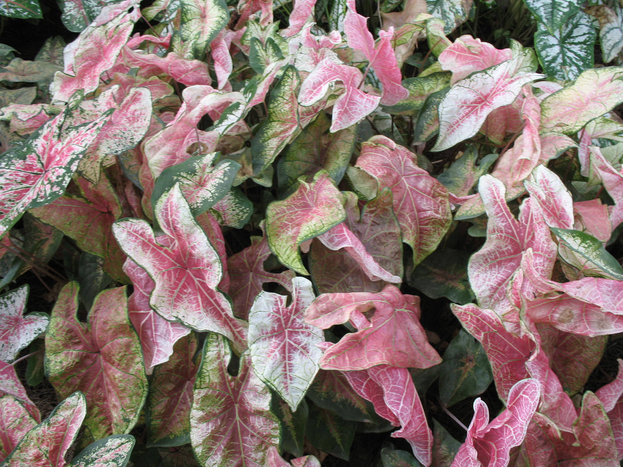 Caladium bicolor 'Halderman'   / Caladium bicolor 'Halderman'  