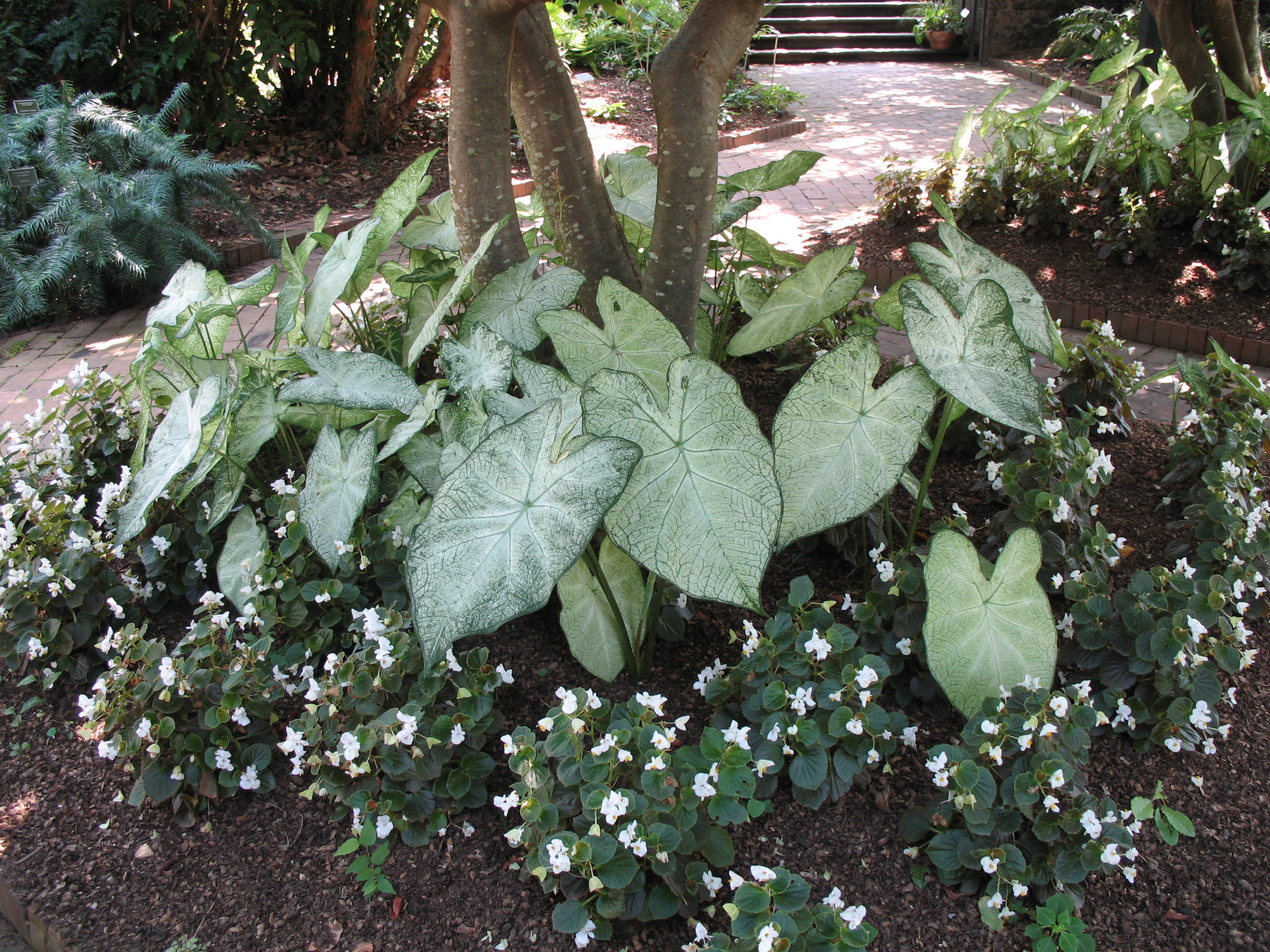 Caladium bicolor 'June Bride'   / Caladium bicolor 'June Bride'  