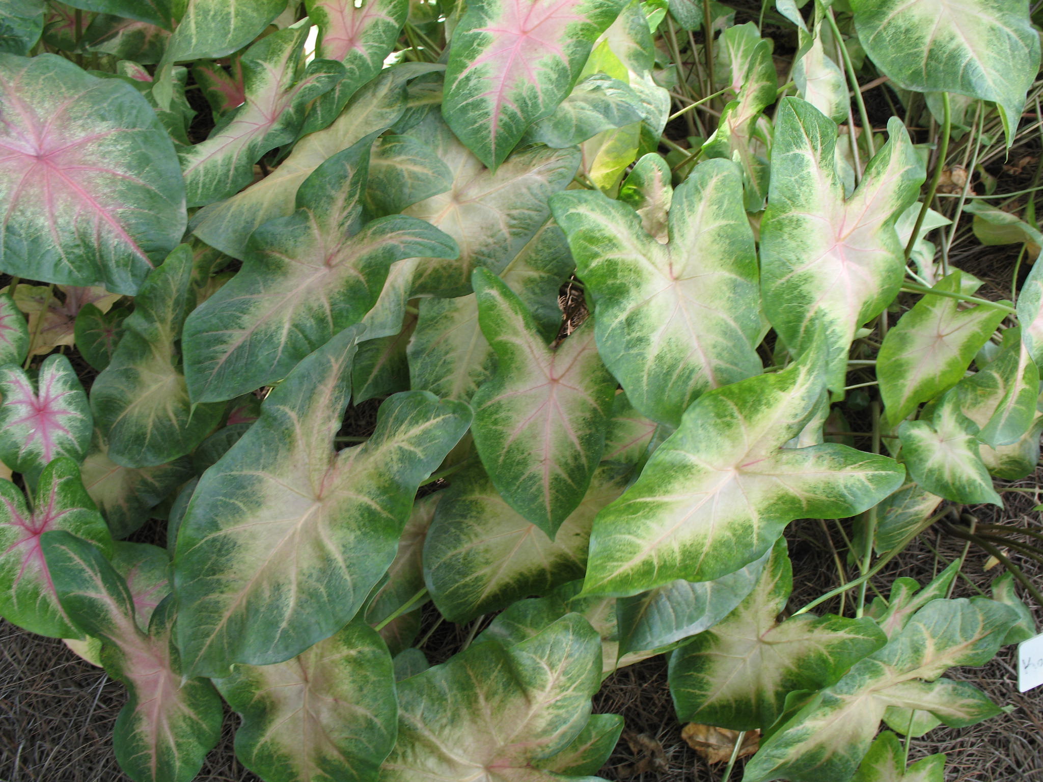 Caladium bicolor 'Kathleen'   / Caladium bicolor 'Kathleen'  