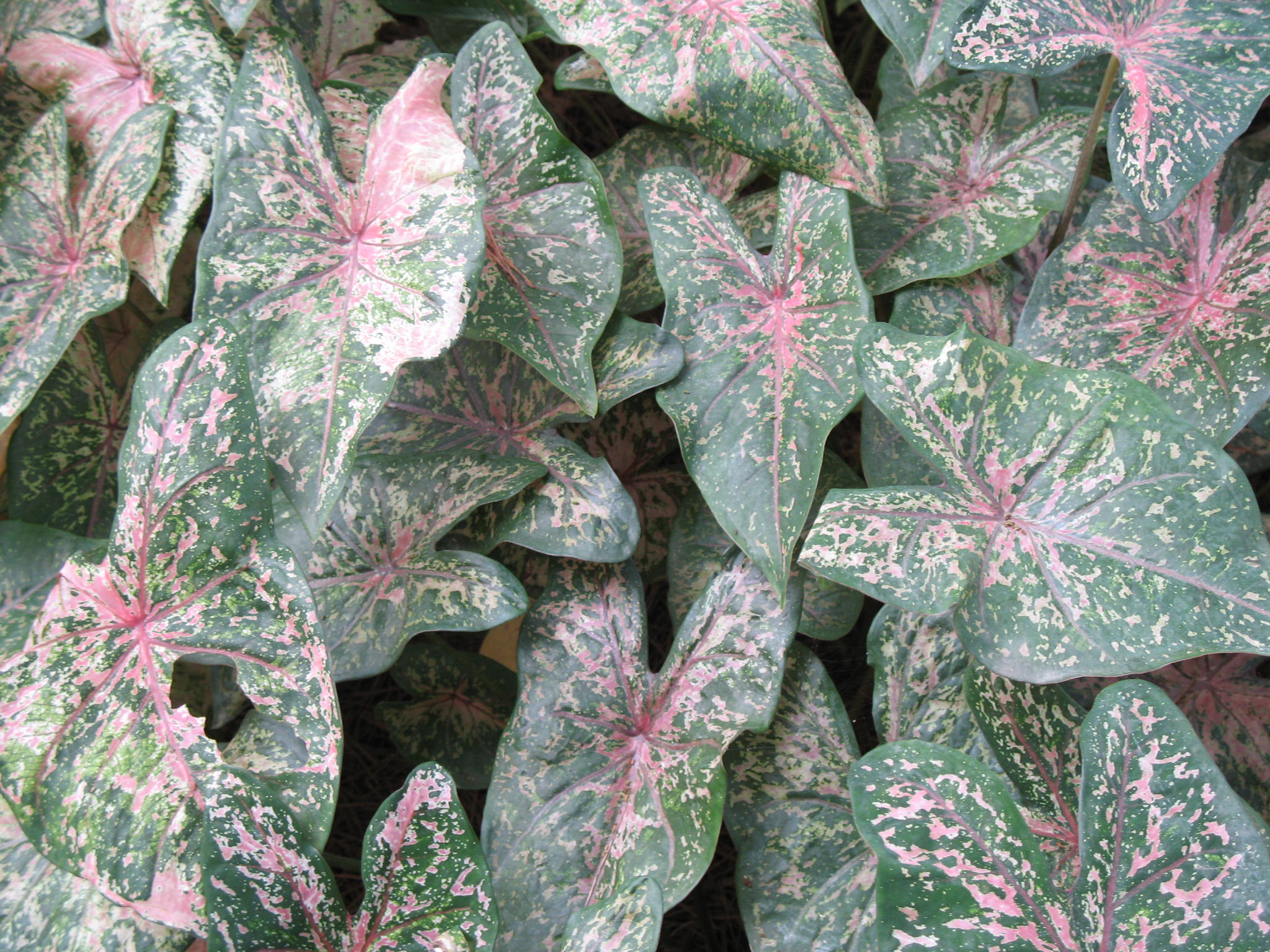 Caladium bicolor 'Pink Beauty'   / Caladium bicolor 'Pink Beauty'  