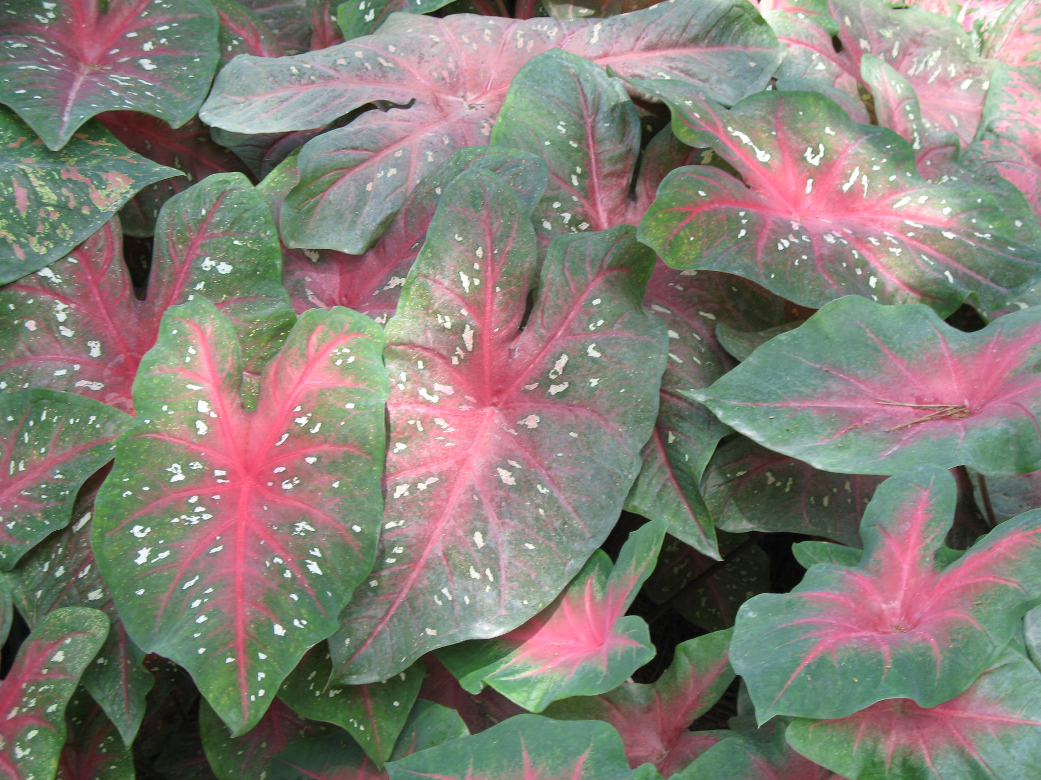 Caladium bicolor 'Red Flash'   / Caladium bicolor 'Red Flash'  