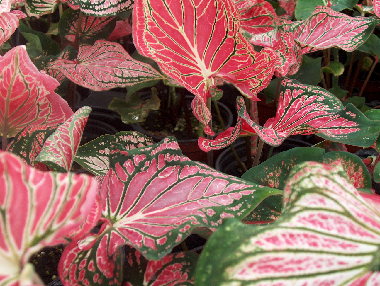 Caladium bicolor 'Thai Beauty'   / Caladium bicolor 'Thai Beauty'  