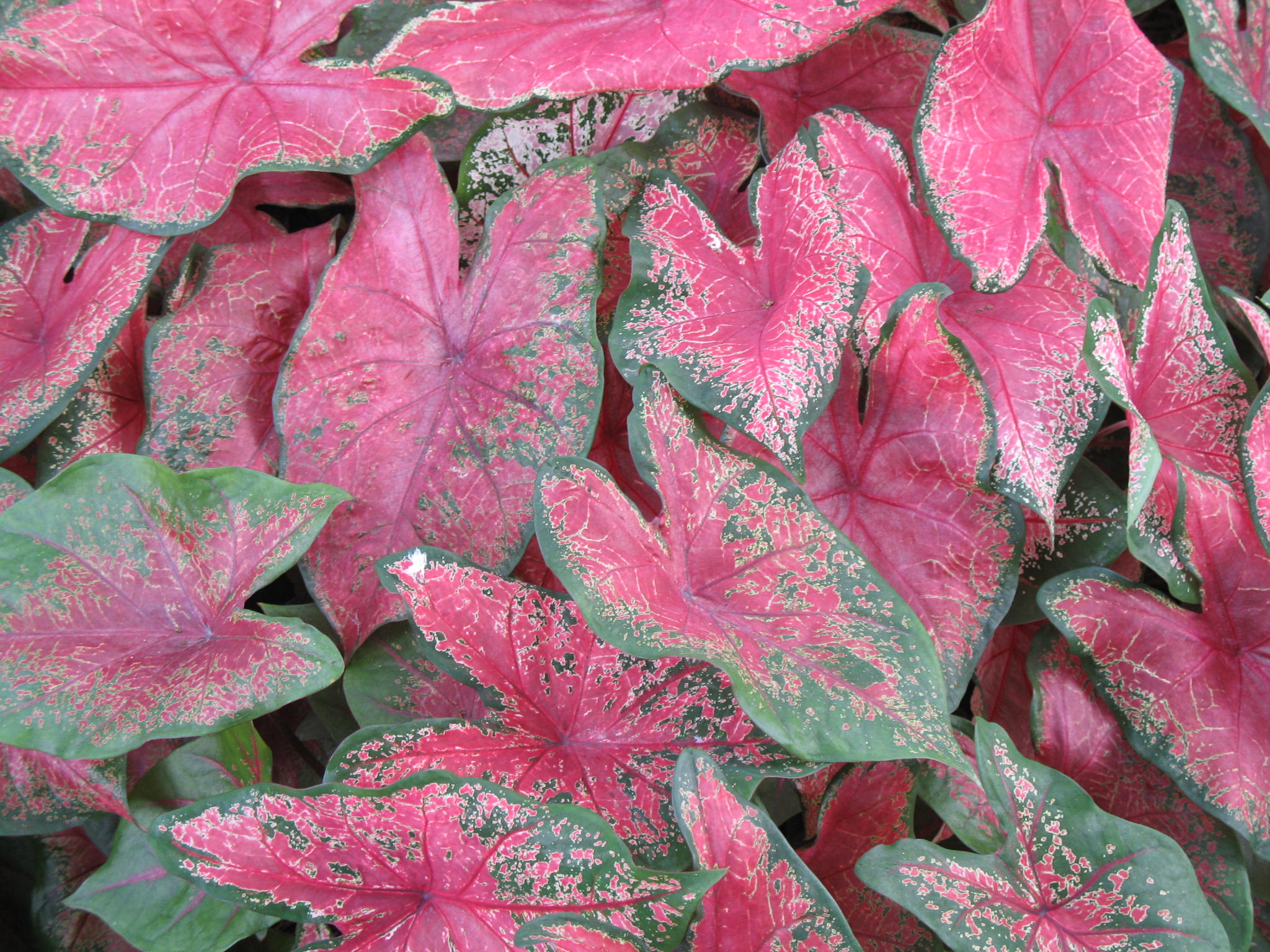 Caladium bicolor 'Tom Tom'   / Caladium bicolor 'Tom Tom'  