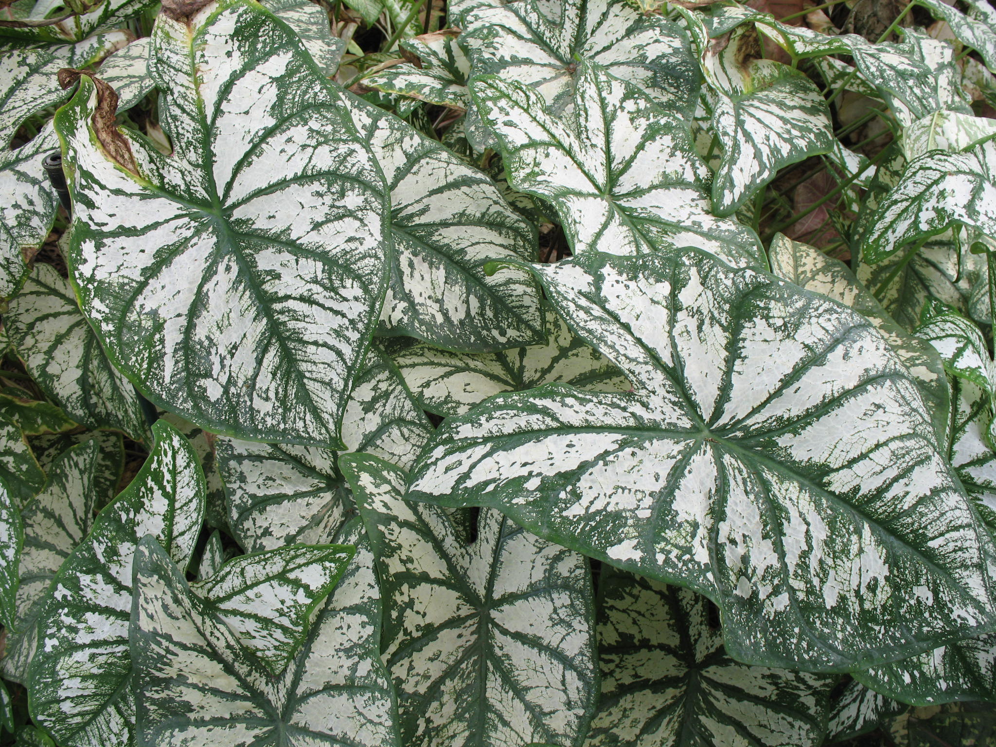 Caladium bicolor 'White Christmas'   / White Christmas Caladium