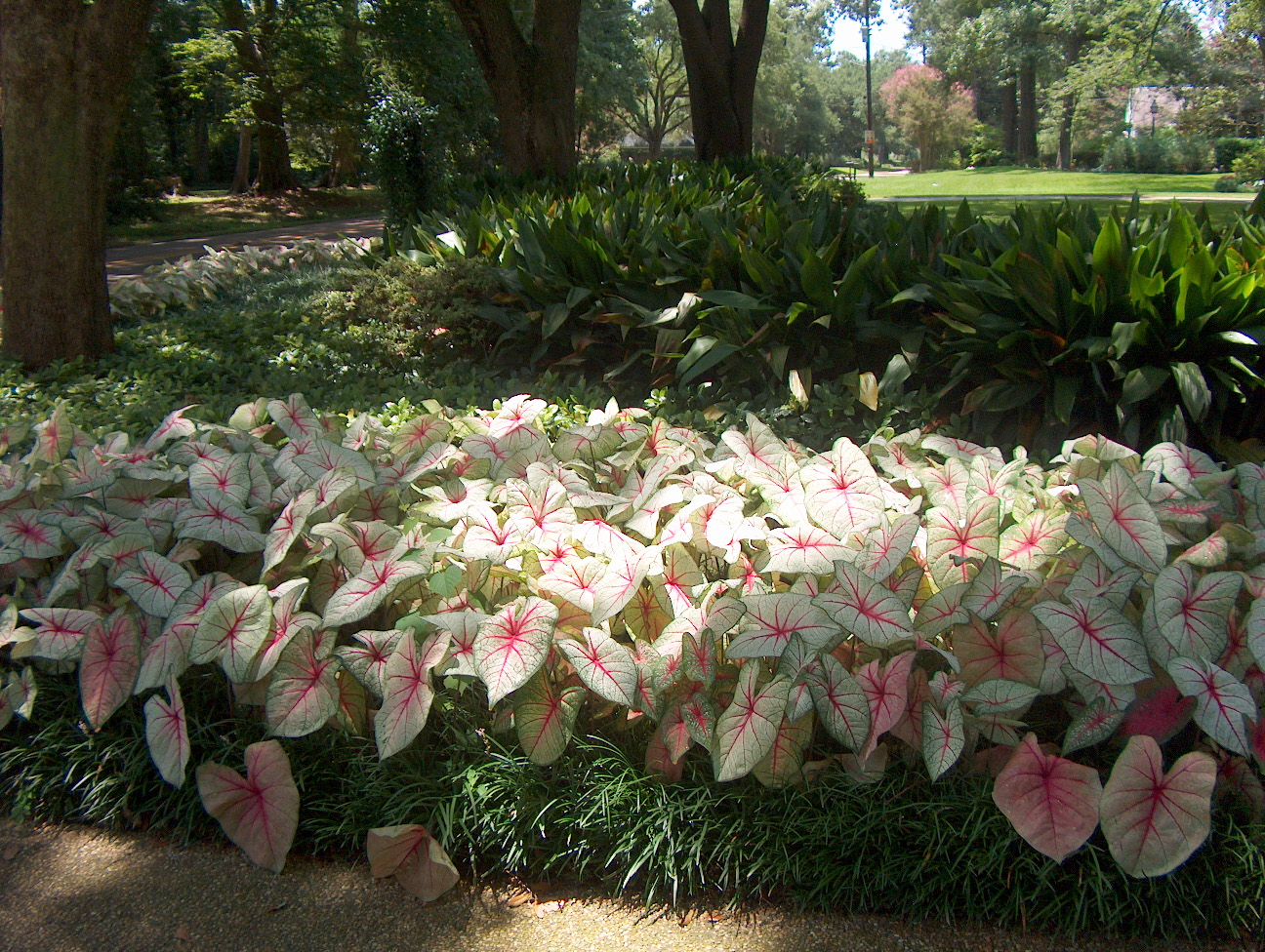 Caladium bicolor 'White Queen'  / Caladium bicolor 'White Queen' 