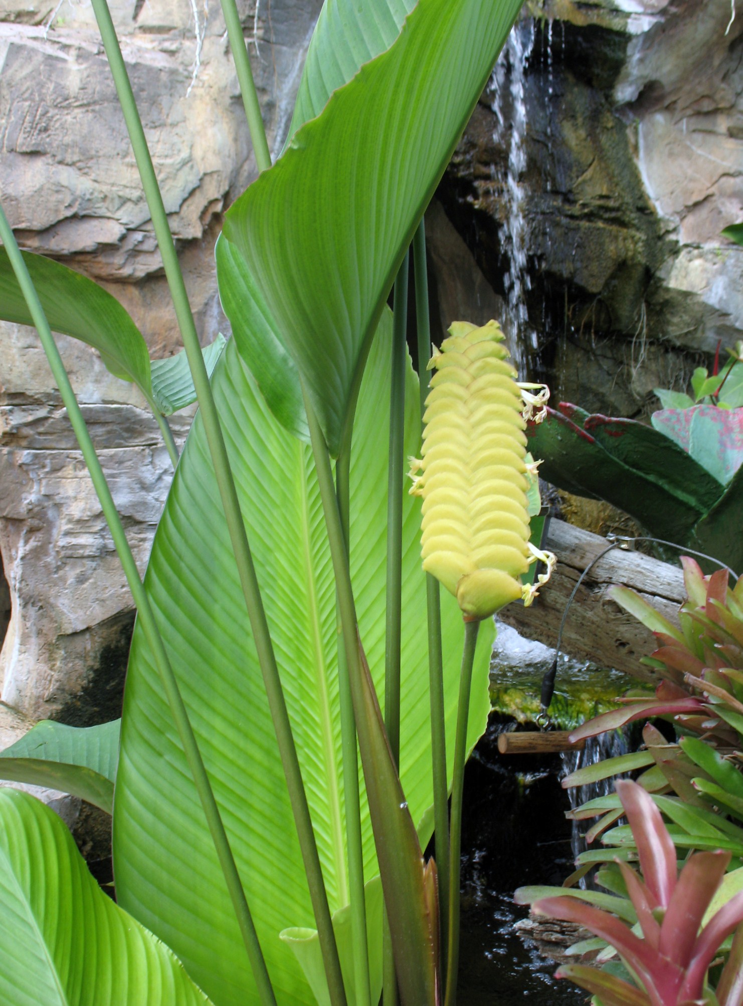 Calathea crotalifera  / Rattlesnake Plant