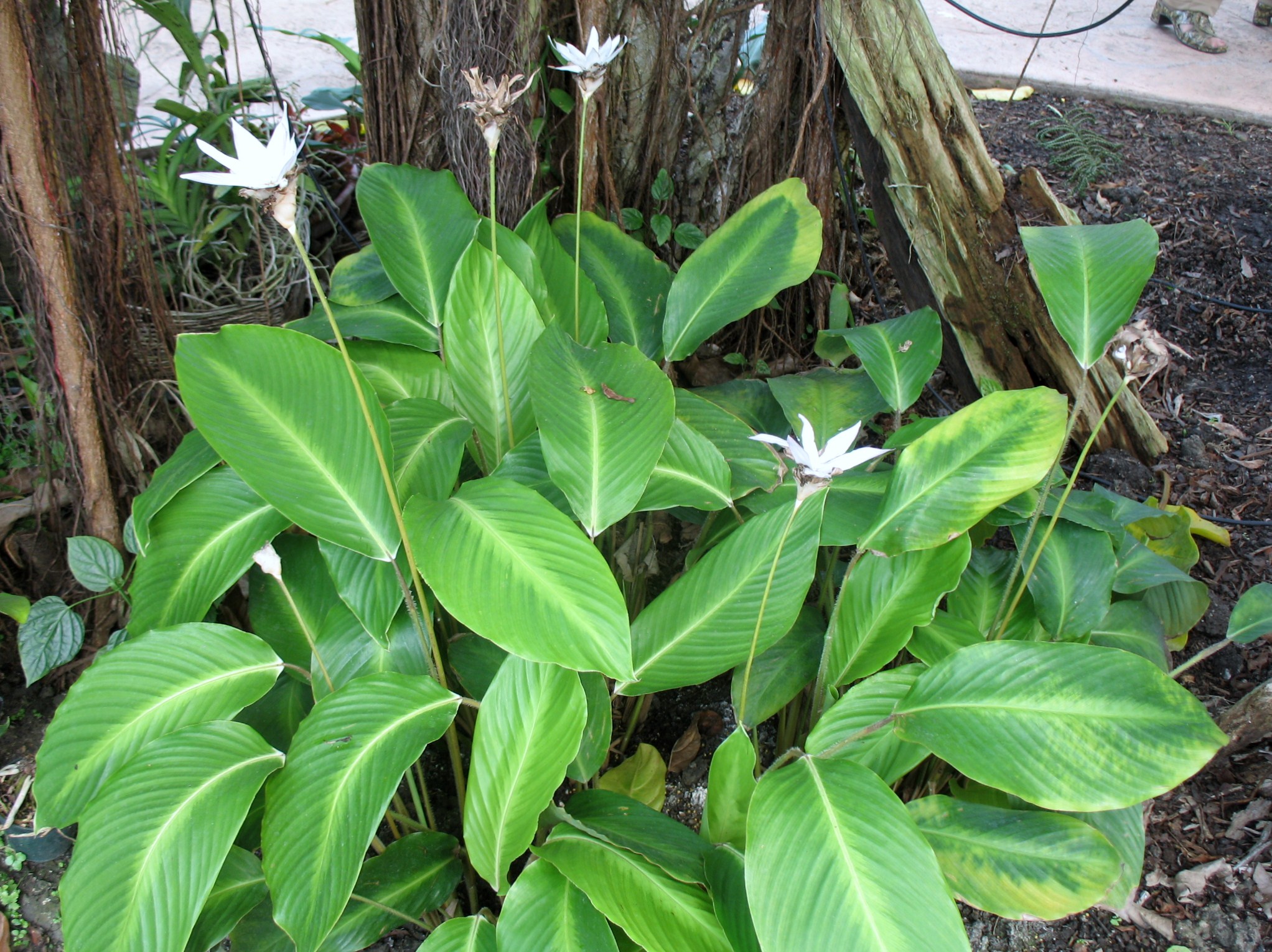 Calathea loeseneri / Calathea loeseneri