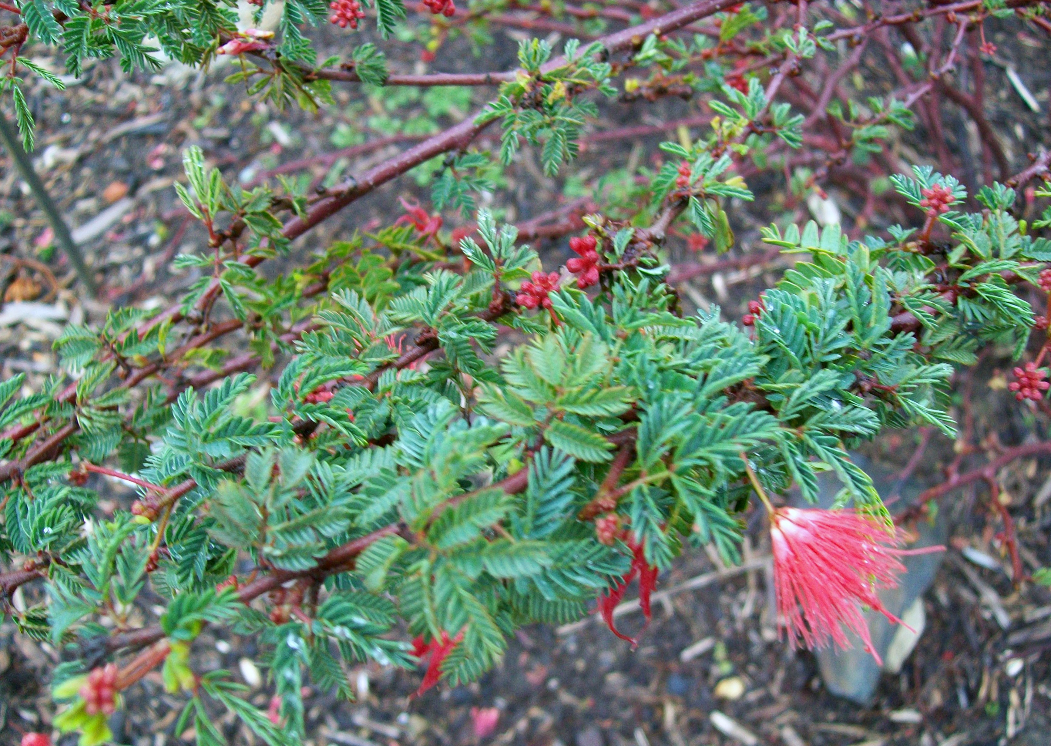 Calliandra californica / Calliandra californica