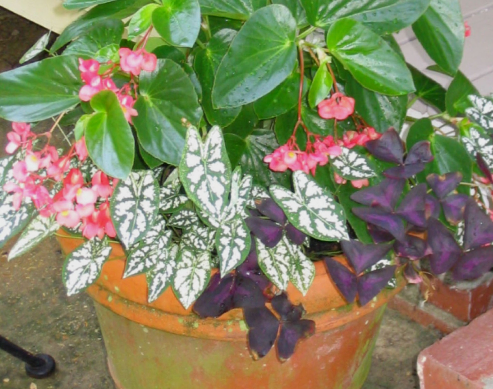 Caladium humboldtii / Homboldt Caladium