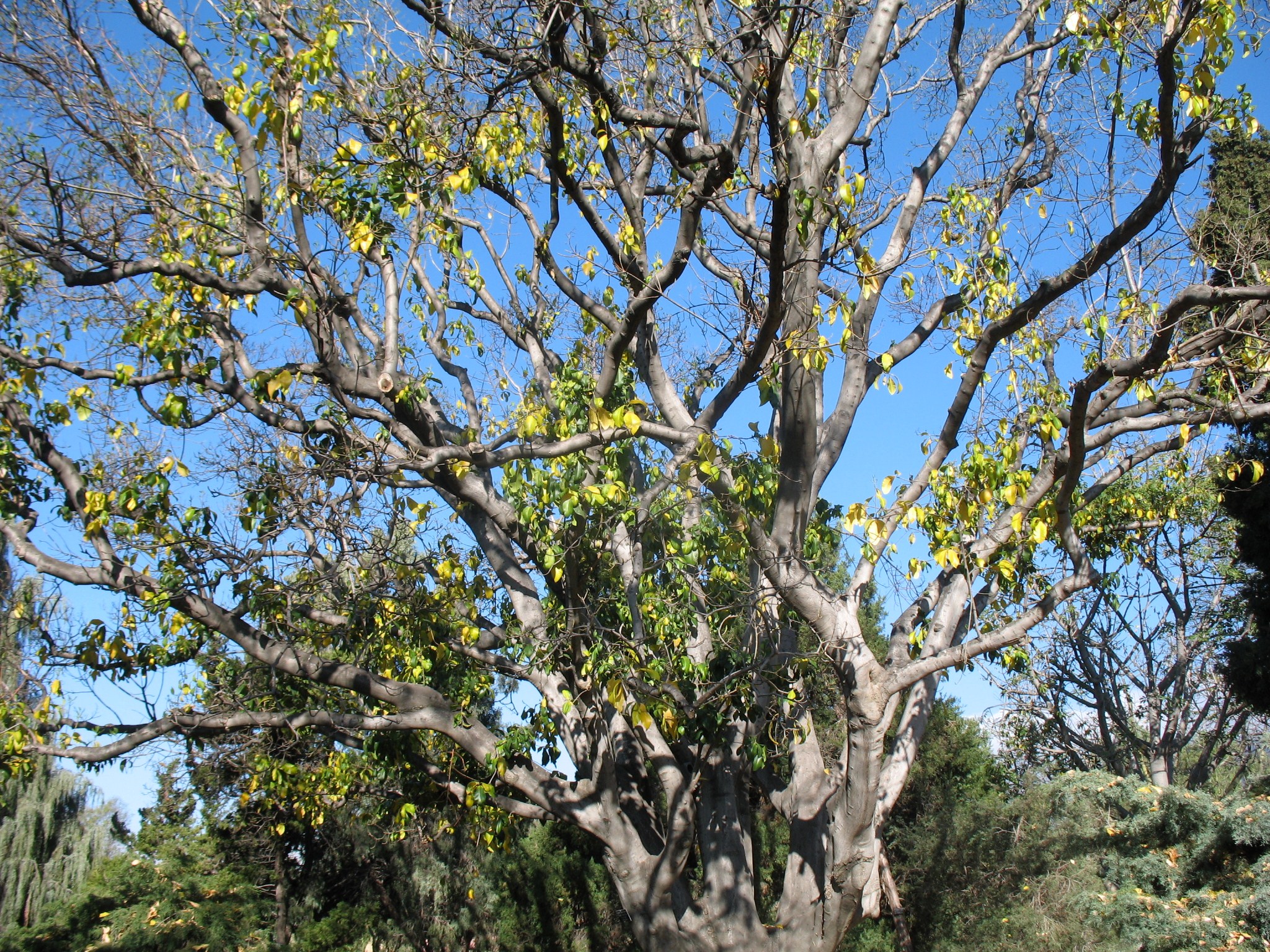 Calodendron capense / Cape Chestnut