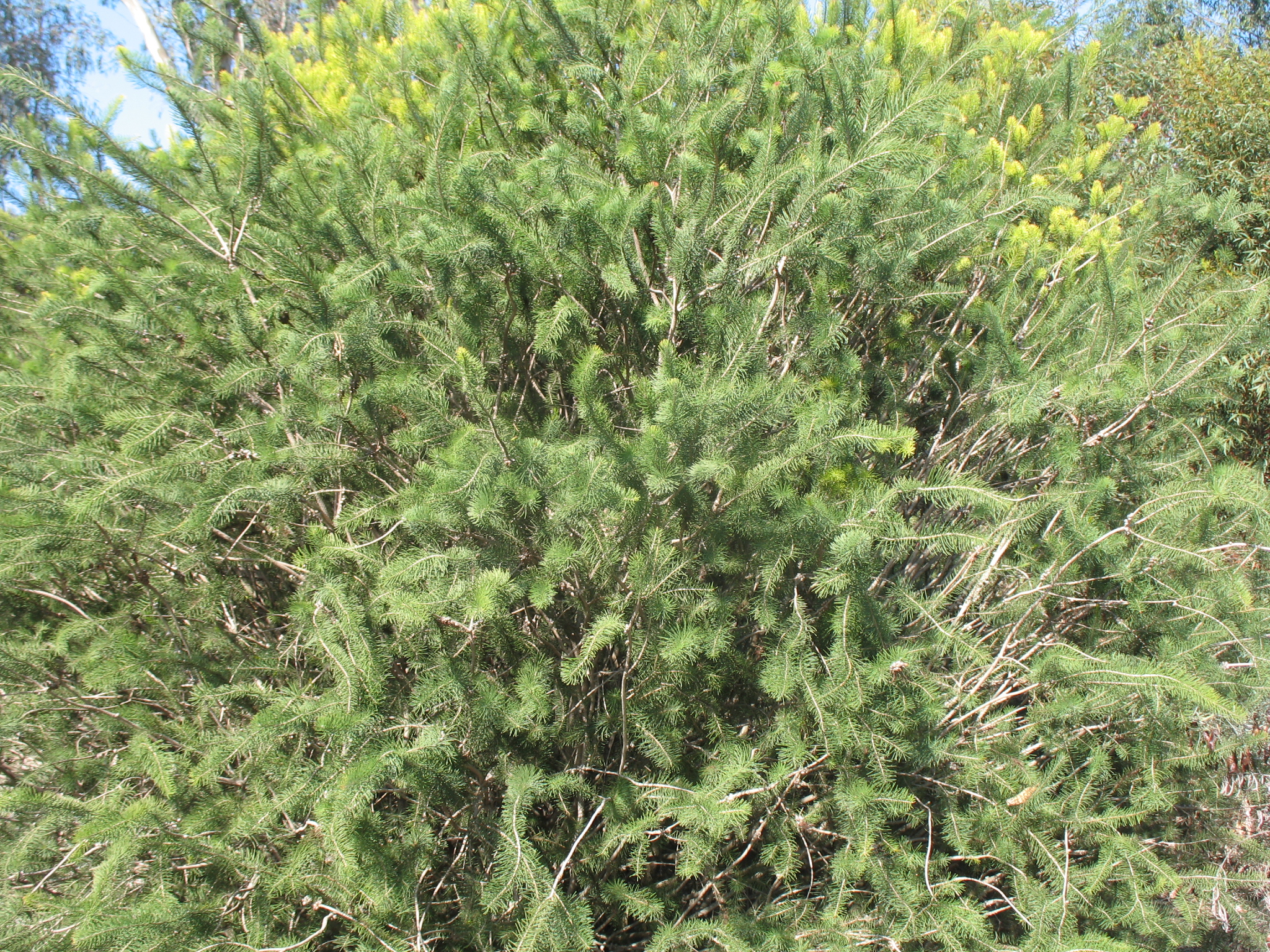 Calothamnus quadrifidus  / Net Bush, One-sided Bottlebrush