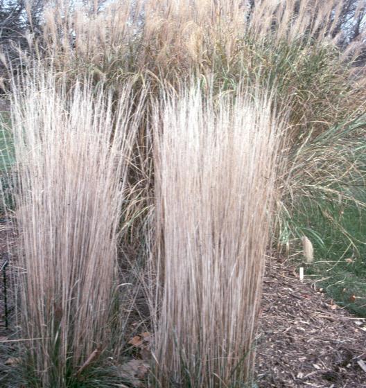 Calamagrostis acutiflora 'Karl Foerster' / Calamagrostis acutiflora 'Karl Foerster'