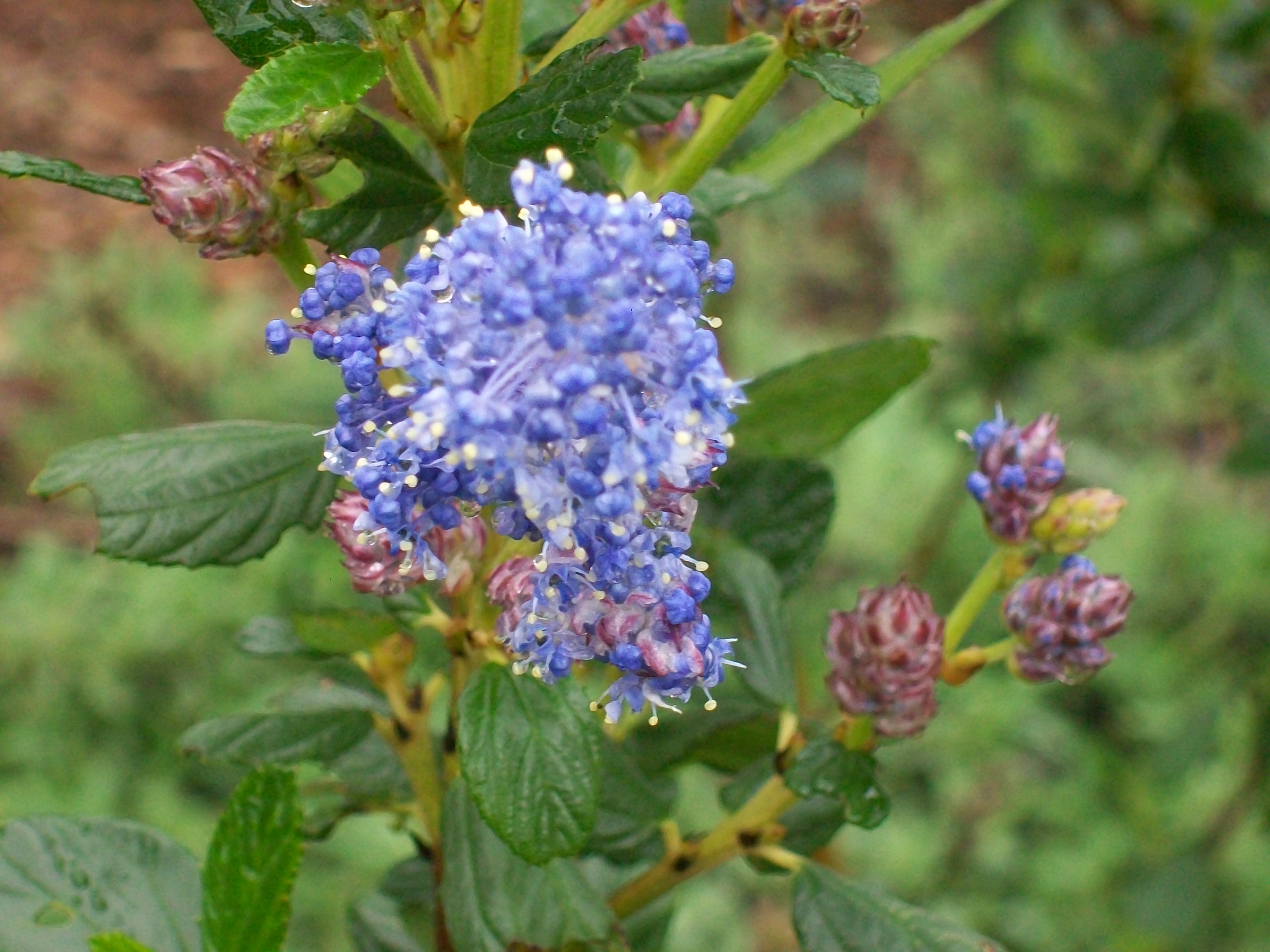 Ceanothus 'Ray Hartman' / Ceanothus 'Ray Hartman'