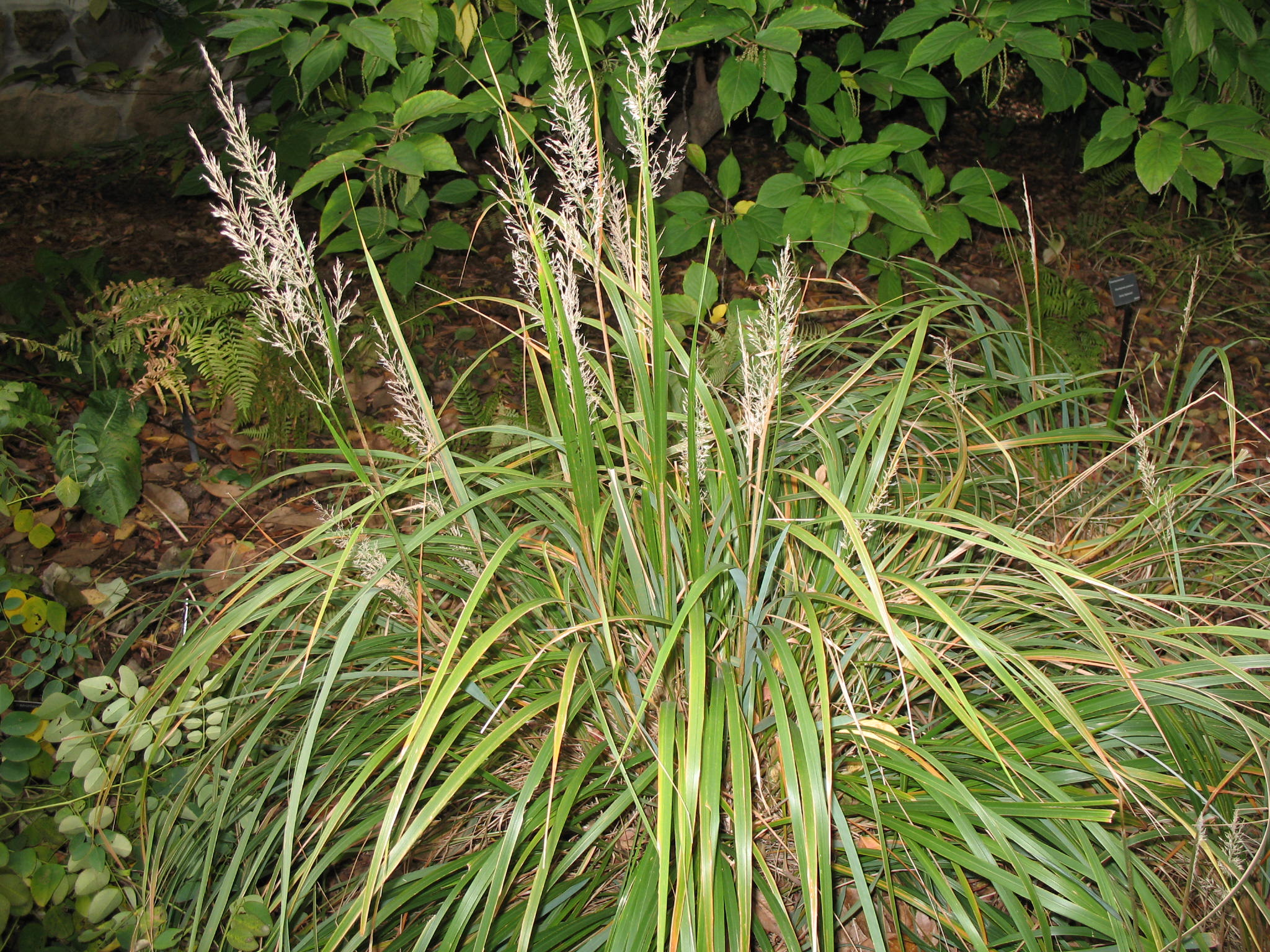 Calamagrostis brachytricha / Korean Feather Reed Grass