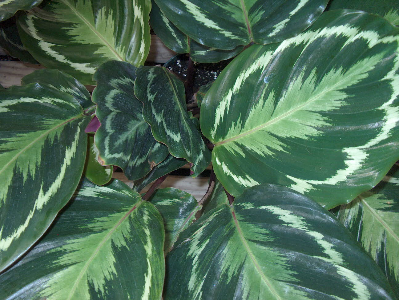 Calathea metallica / Calathea metallica