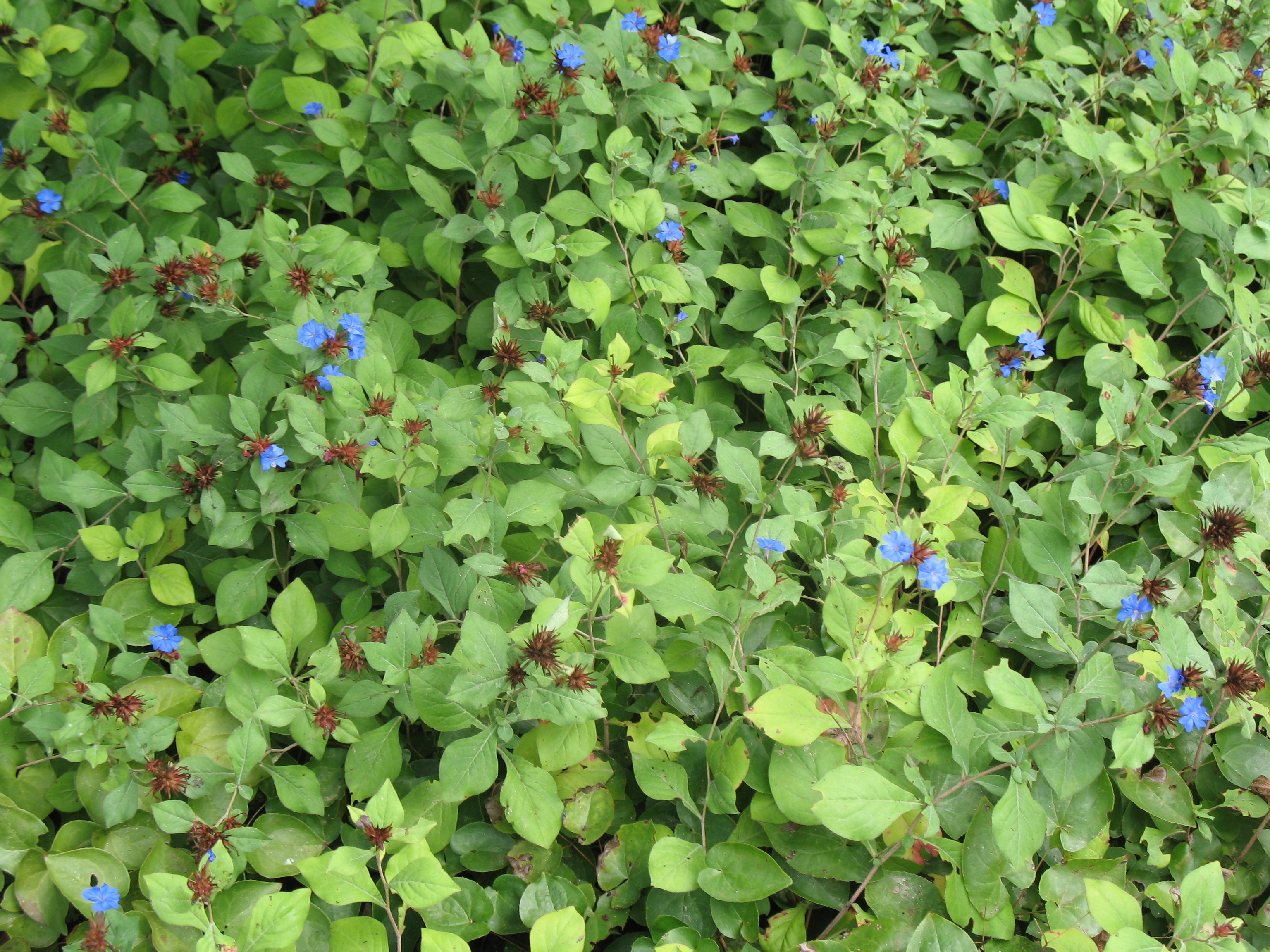 Ceratostigma plumbaginoides / Leadwort, Hardy Blue Plumbago