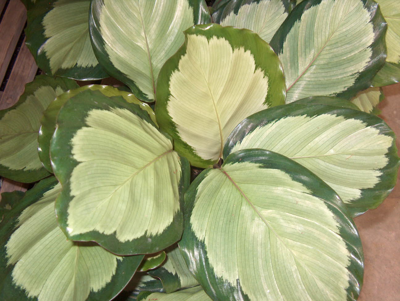 Calathea picturata 'Corona' / Calathea