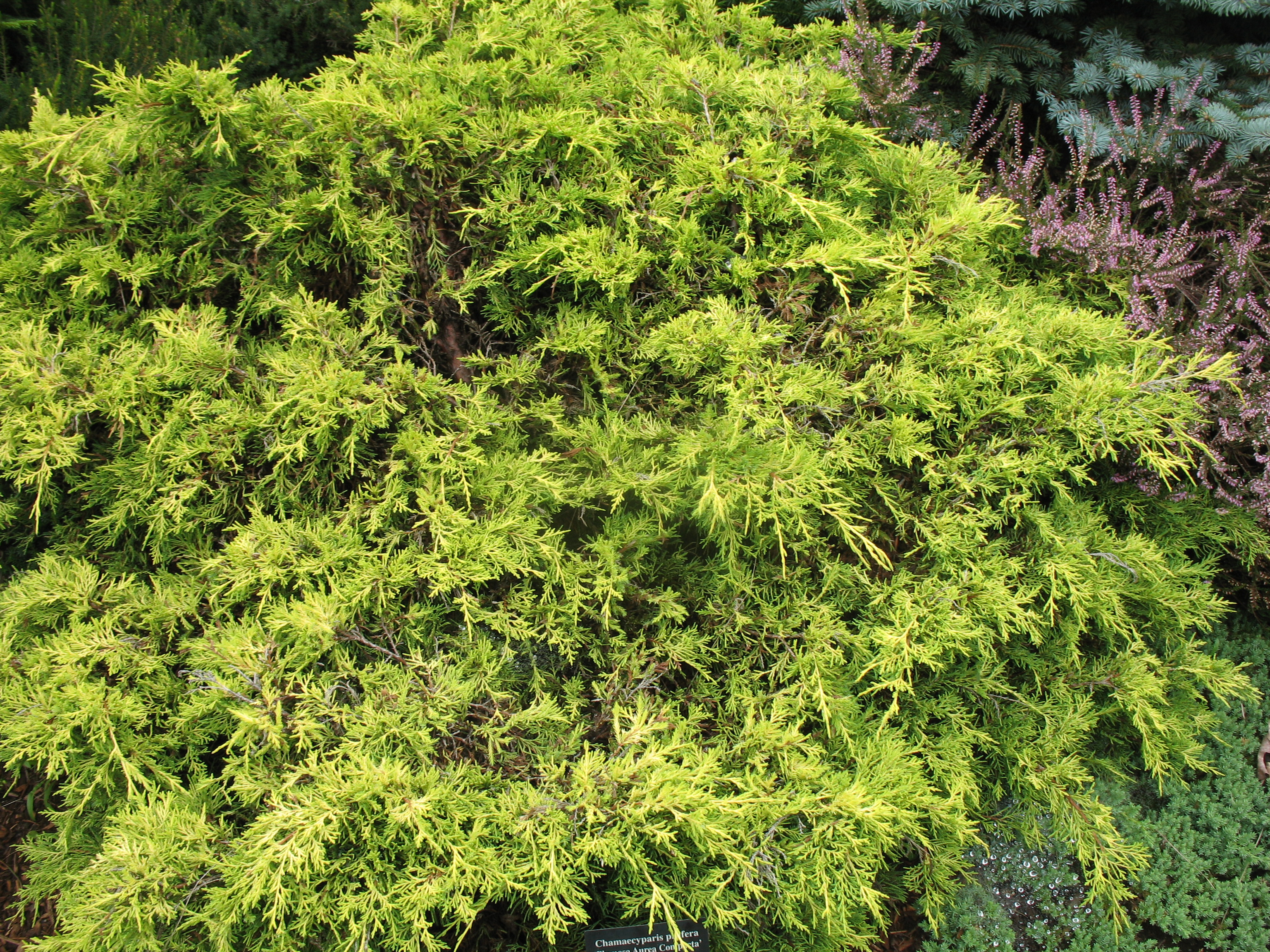 Chamaecyparis pisifera 'Plumosa Aurea Compacta' / Variegated Chamaecyparis