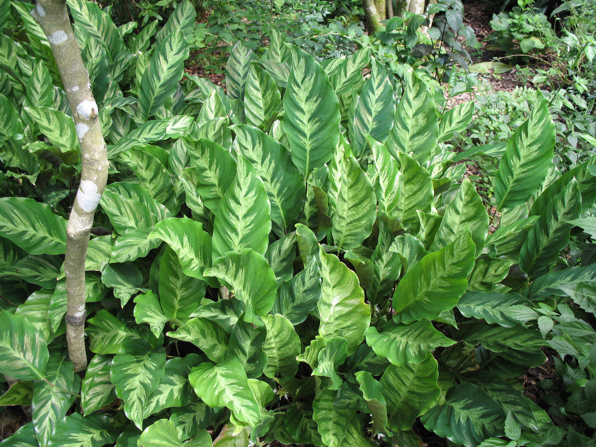 Calathea species / Calathea species